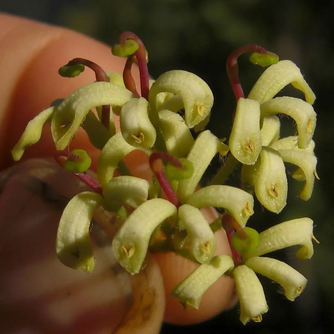 Chilean Firetree (Embothrium Coccineum) — The Chilean Firetree (Embothrium coccineum); its lance-shaped leaves accentuate the scarlet spring flowers, image 70