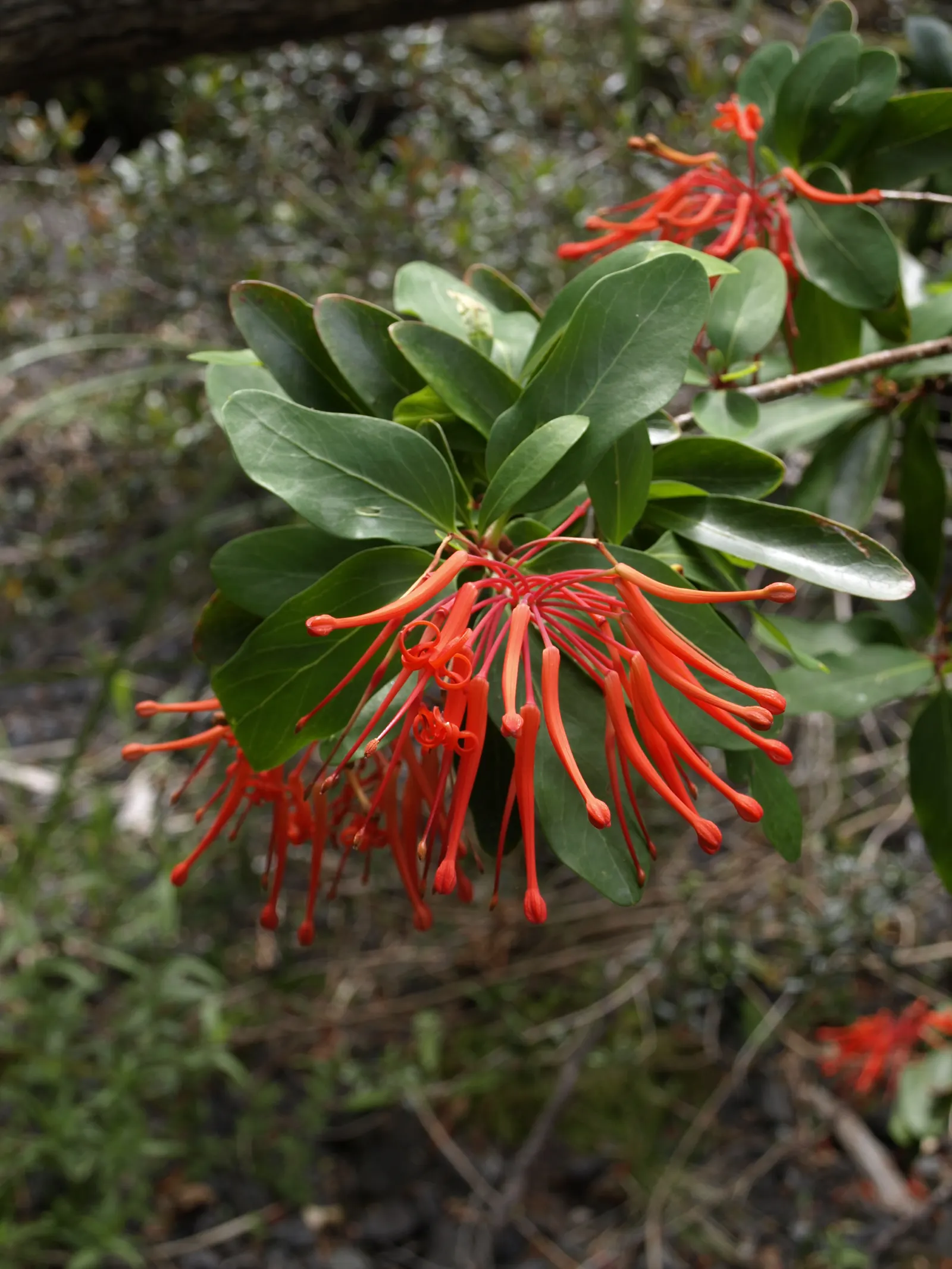 Chilean Firetree (Embothrium Coccineum) — commonly known as the Chilean Firetree or Notro; provided they are well-drained, image 51