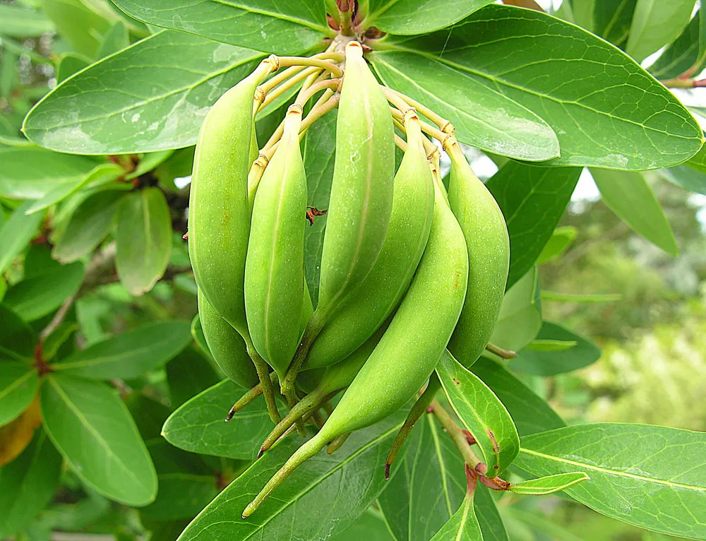 Chilean Firetree (Embothrium Coccineum) — Its lanceolate, evergreen leaves grow to about 2 to 5 inches in length, forming a dense, bushy habit; it's sensible