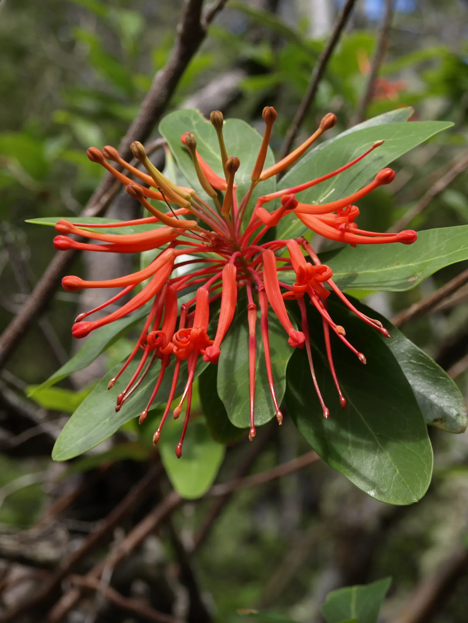 Chilean Firetree (Embothrium Coccineum) — it's sensible to offer protection from strong winds