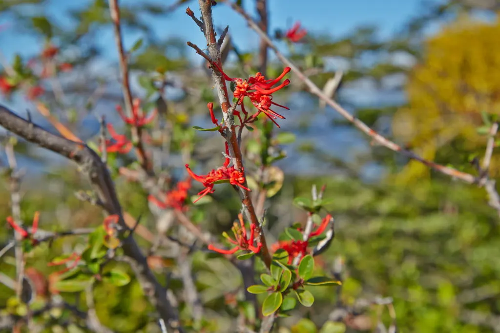 Chilean Firetree (Embothrium Coccineum) — which measure around 2 inches long; an optimal addition to any landscape design seeking a focal point, image 61