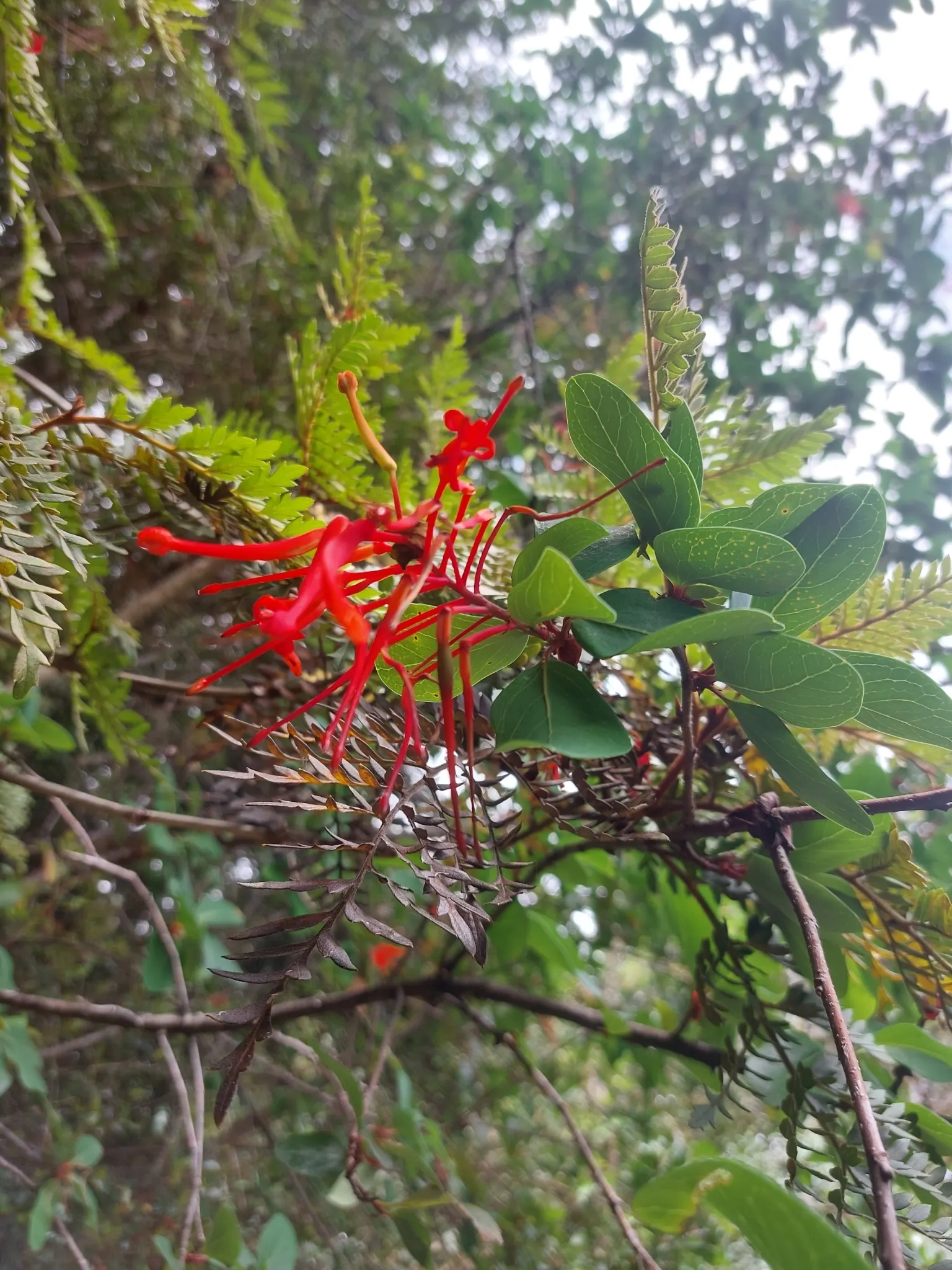 Chilean Firetree (Embothrium Coccineum) — Its lance-shaped leaves accentuate the scarlet spring flowers, attracting hummingbirds; thrives in well-drained soil