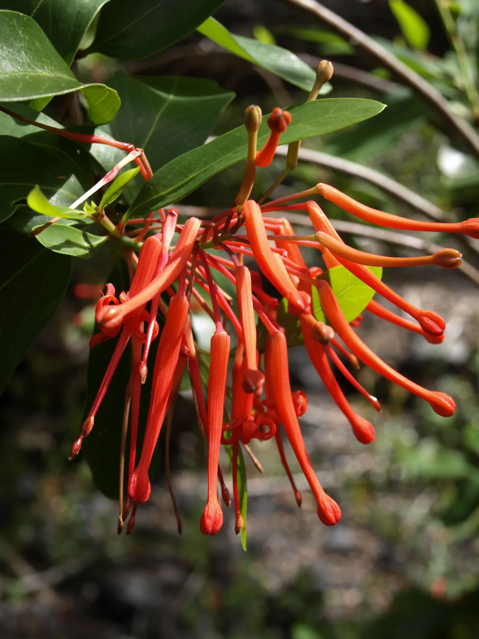 Chilean Firetree (Embothrium Coccineum) — commonly known as the Chilean Firetree or Notro