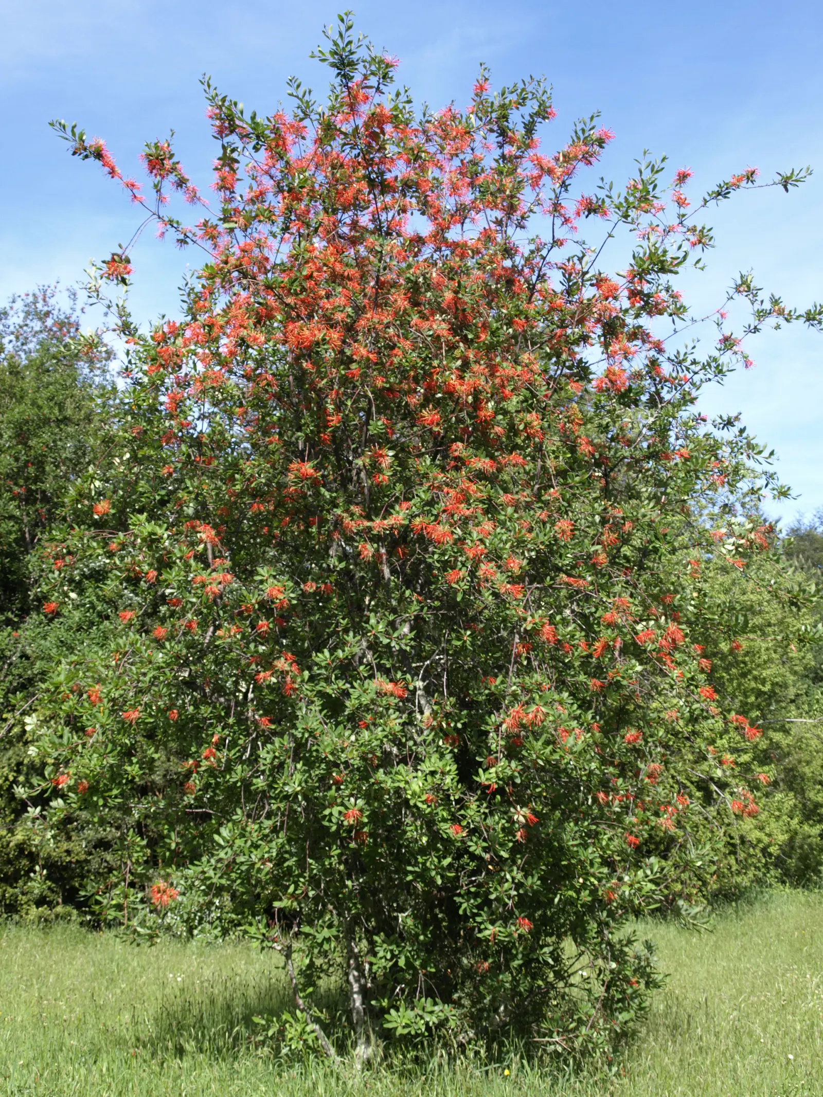 Chilean Firetree (Embothrium Coccineum) — it's sensible to offer protection from strong winds; which measure around 2 inches long, image 65