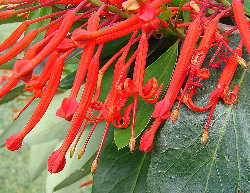 Chilean Firetree (Embothrium Coccineum) — the Chilean Firetree favors full sun exposure to light shade; commonly known as the Chilean Firetree or, image 57