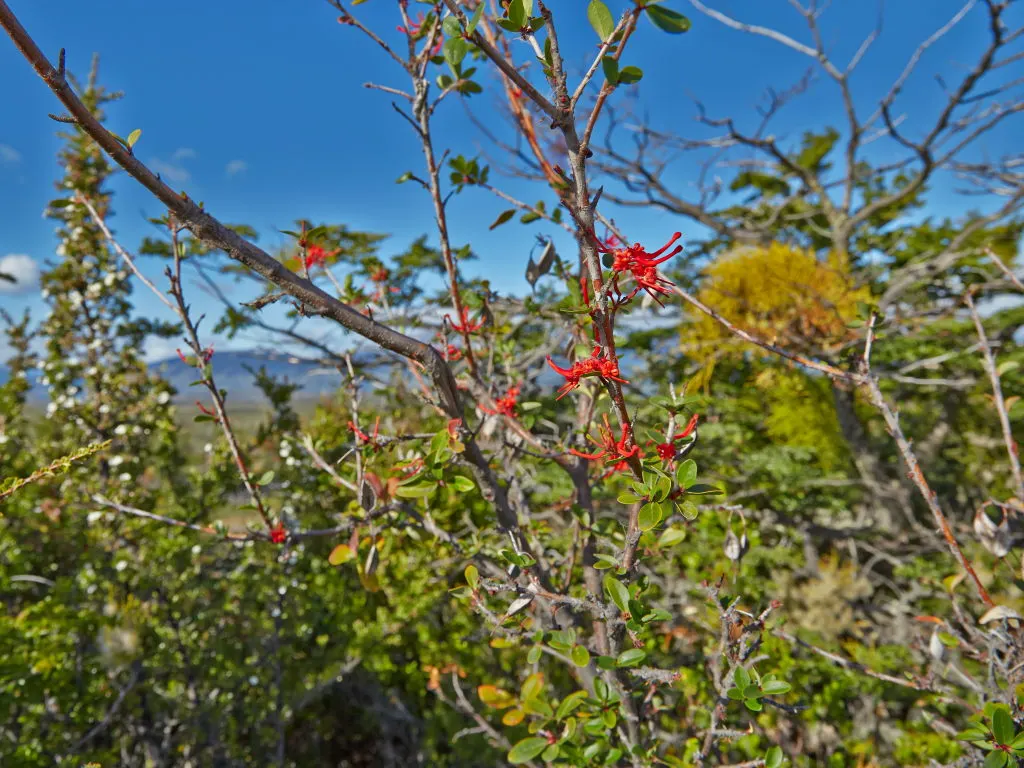 Chilean Firetree (Embothrium Coccineum) — It requires moderate watering and benefits from a mulch layer to maintain root moisture and temperature; where it