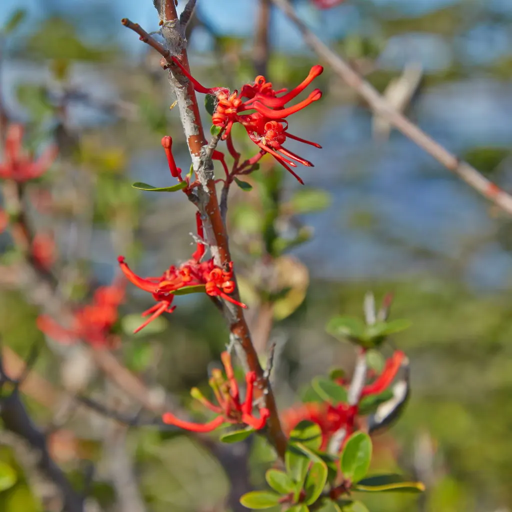 Chilean Firetree (Embothrium Coccineum) — This evergreen reaches heights of 10-50 feet, with a spread of 10-15 feet; it requires moderate watering, image 72