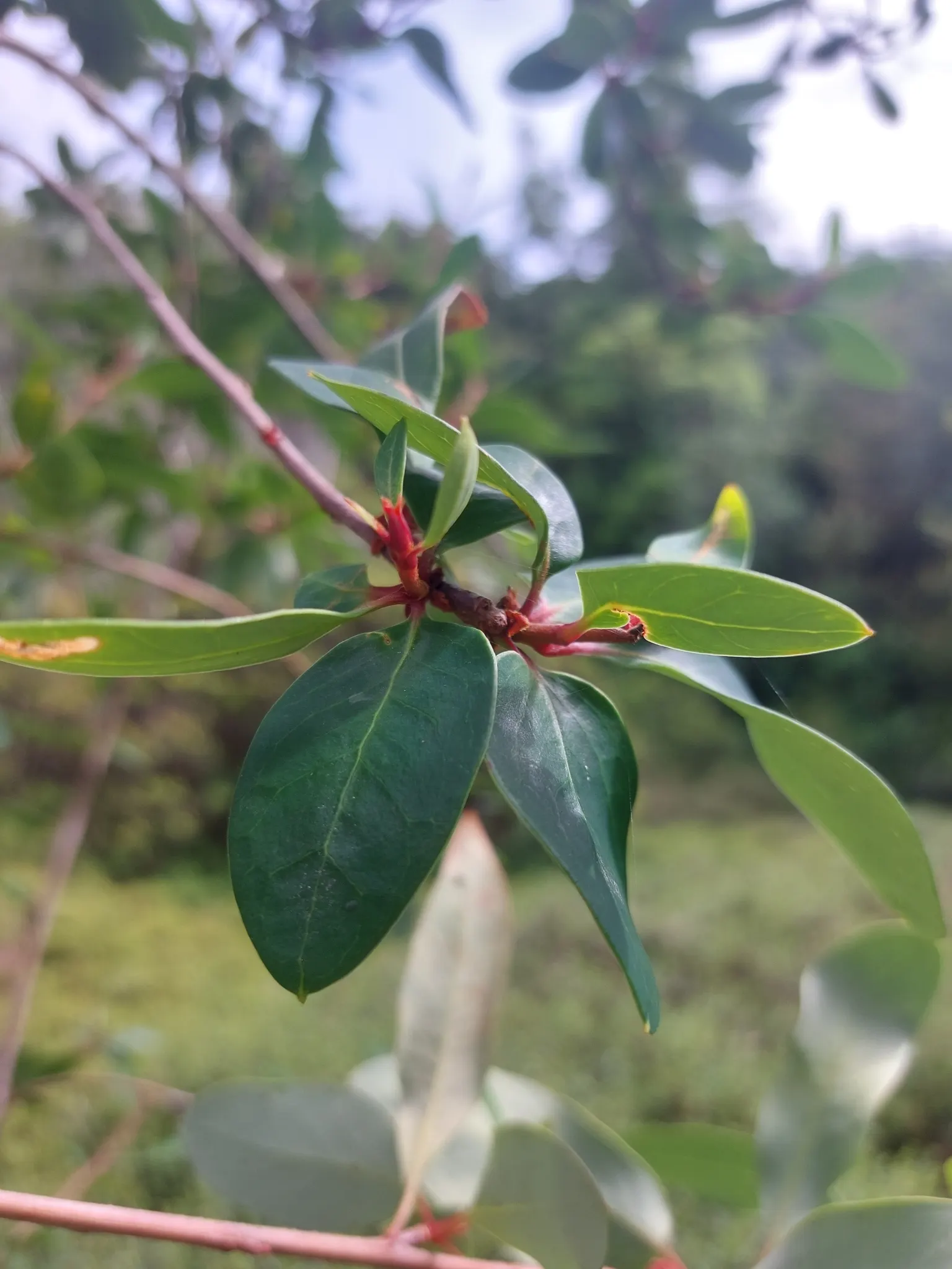 Chilean Firetree (Embothrium Coccineum) — the Chilean Firetree favors full sun exposure to light shade; commonly known as the Chilean Firetree or Notro