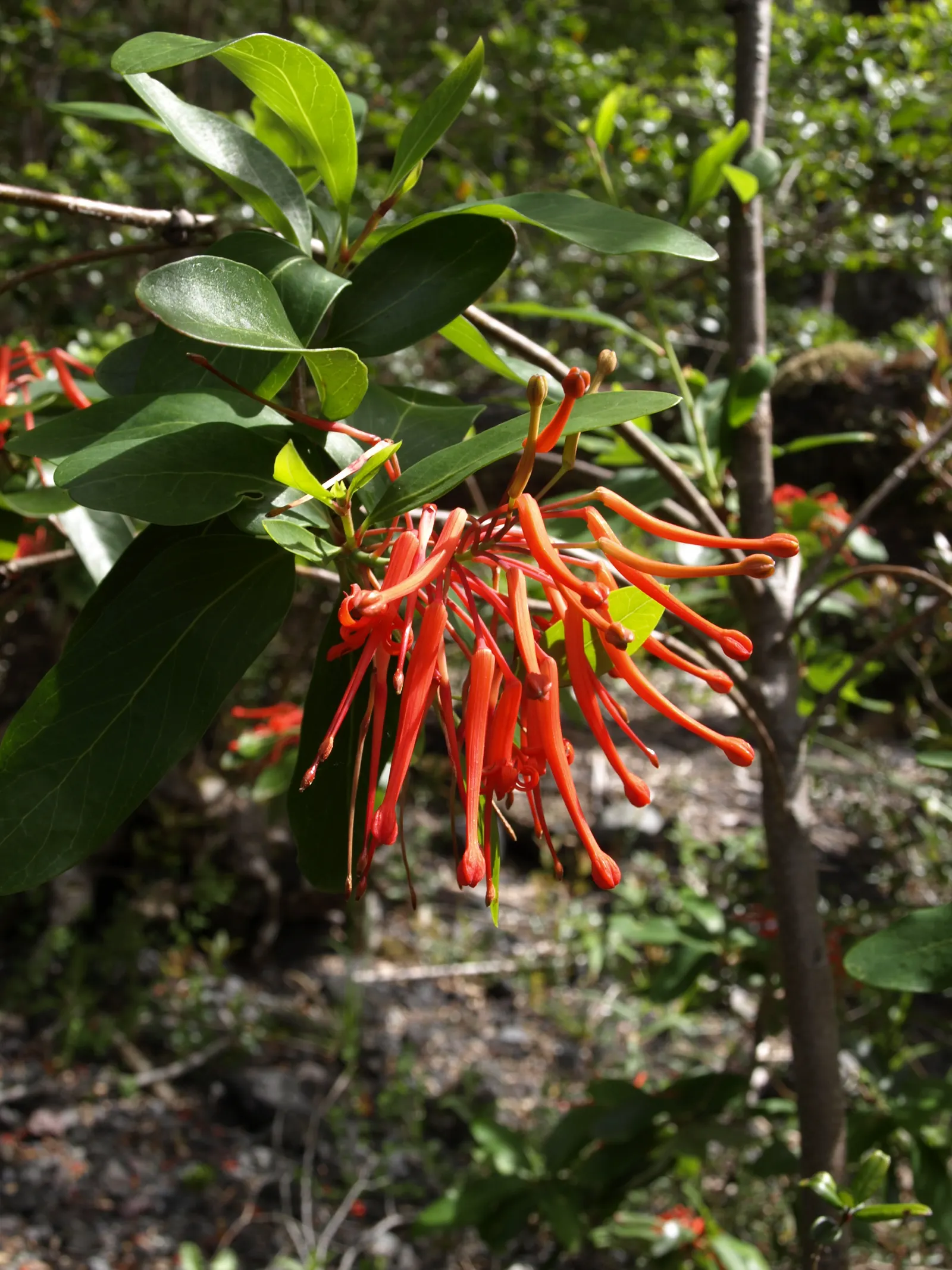 Chilean Firetree (Embothrium Coccineum) — The impressive tubular flowers
