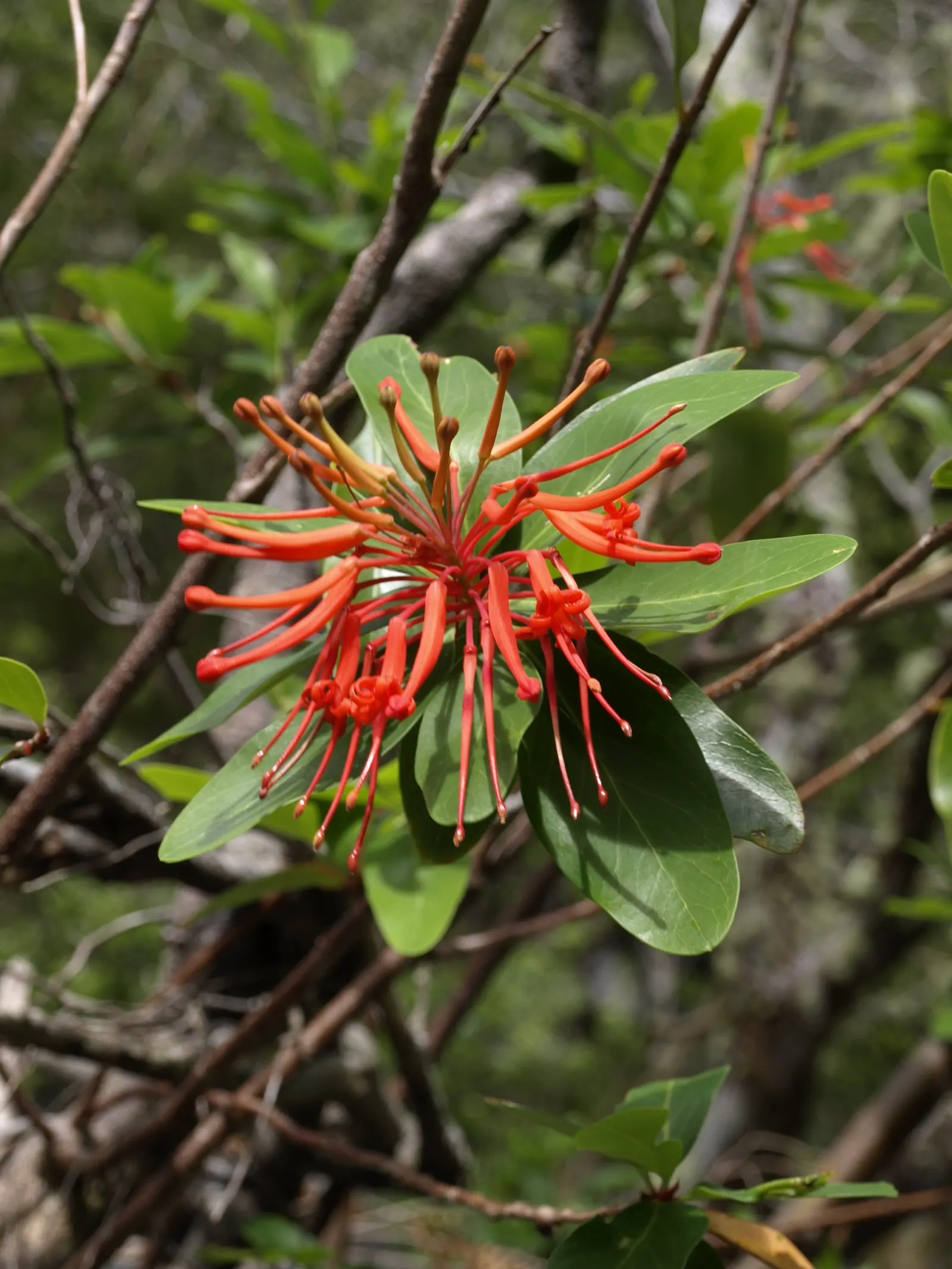 Chilean Firetree (Embothrium Coccineum) — The Chilean Firetree (Embothrium coccineum); its lance-shaped leaves accentuate the scarlet spring flowers