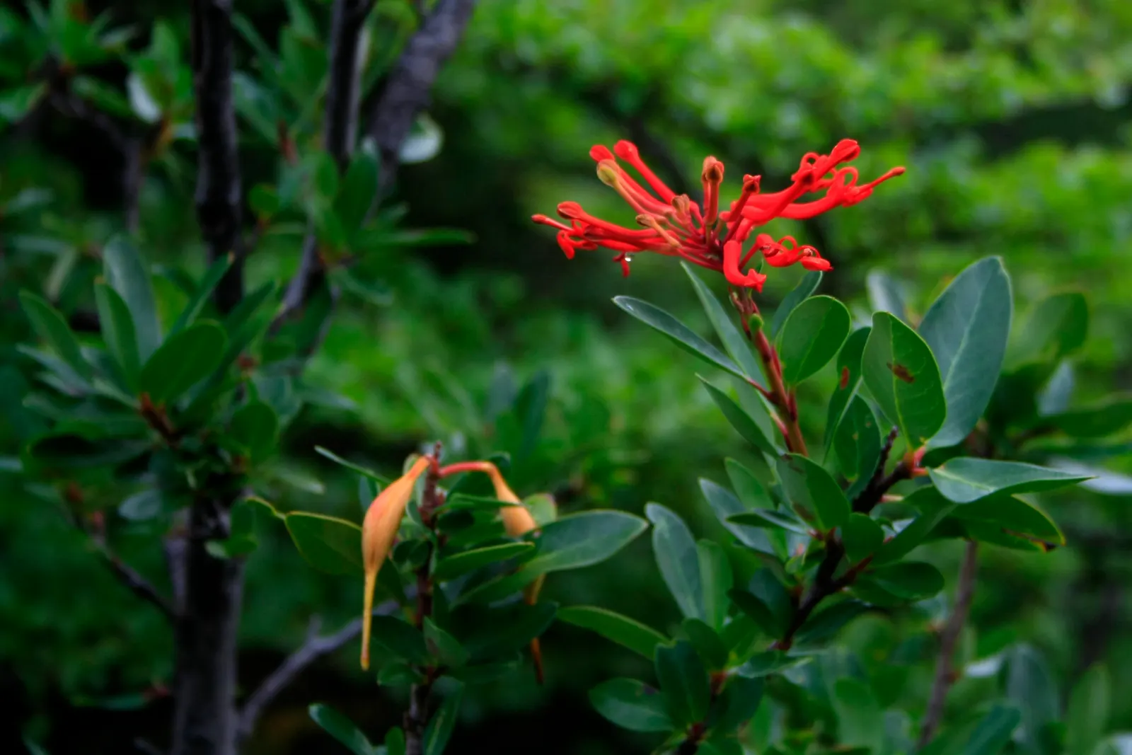 Chilean Firetree (Embothrium Coccineum) — requiring at least six hours of direct sunlight for optimal blooming, image 58