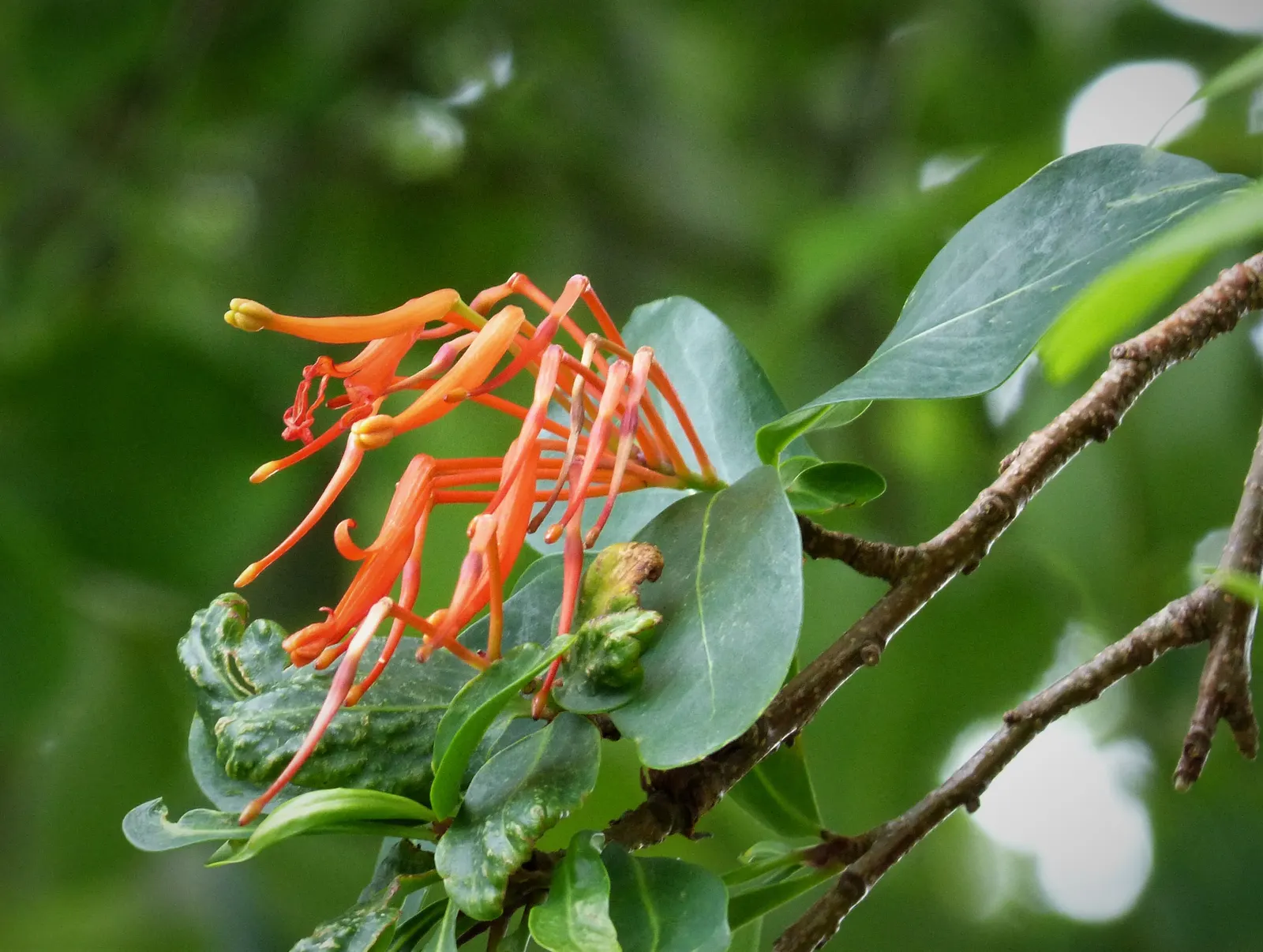 Chilean Firetree (Embothrium Coccineum) — tree for full; which could damage the delicate blooms