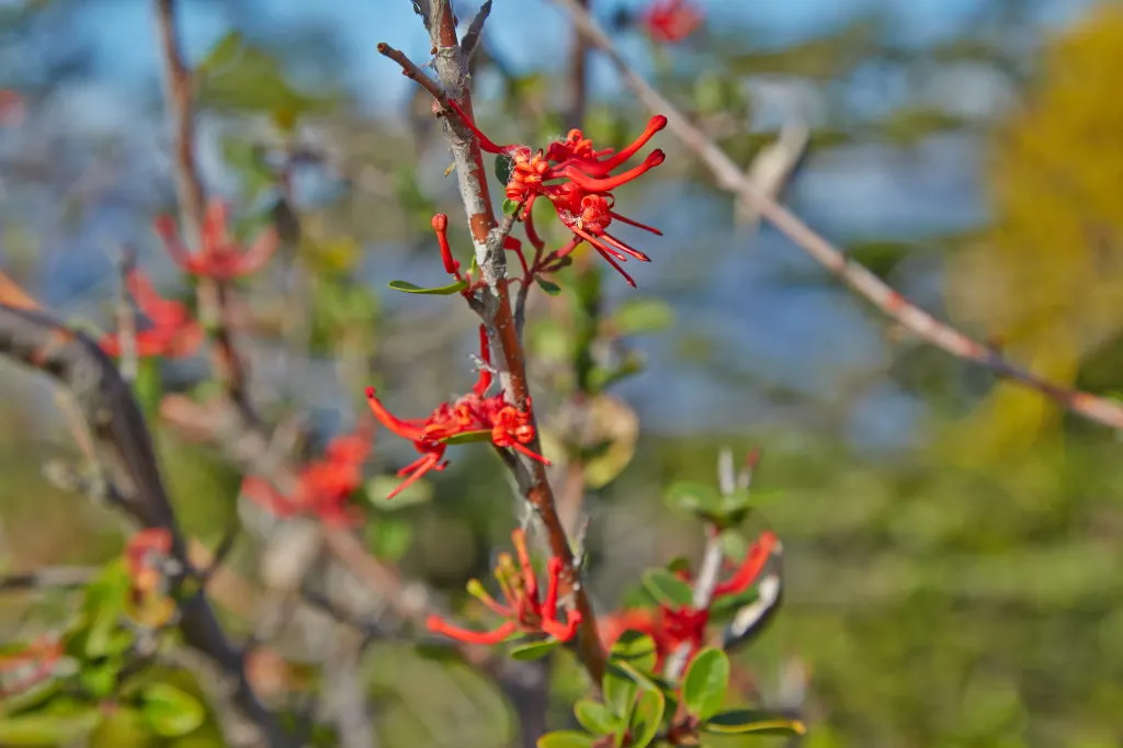 Chilean Firetree (Embothrium Coccineum) — Its lanceolate, evergreen leaves grow to about 2 to 5 inches in length, forming a dense, bushy habit