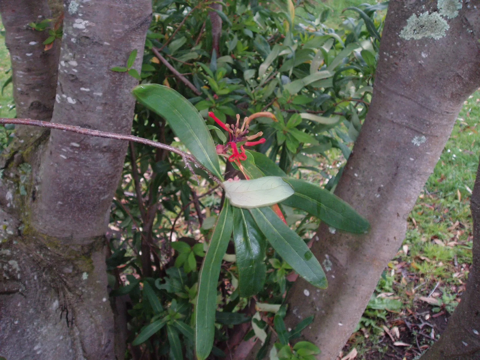 Chilean Firetree (Embothrium Coccineum) — is a captivating species renowned for its vibrant display of fiery red flowers; blanket the branches from, image 52