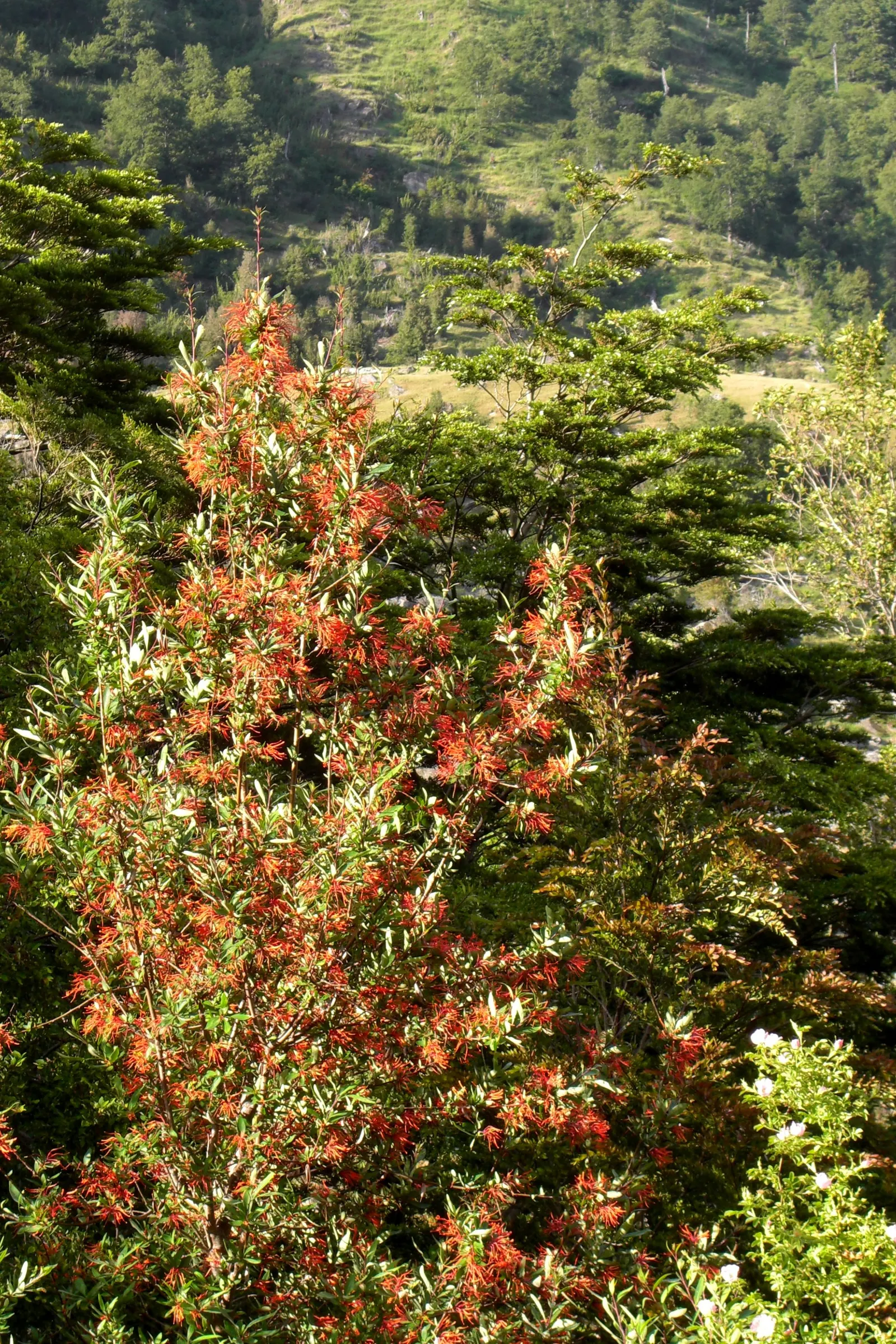 Chilean Firetree (Embothrium Coccineum) — provided they are well-drained