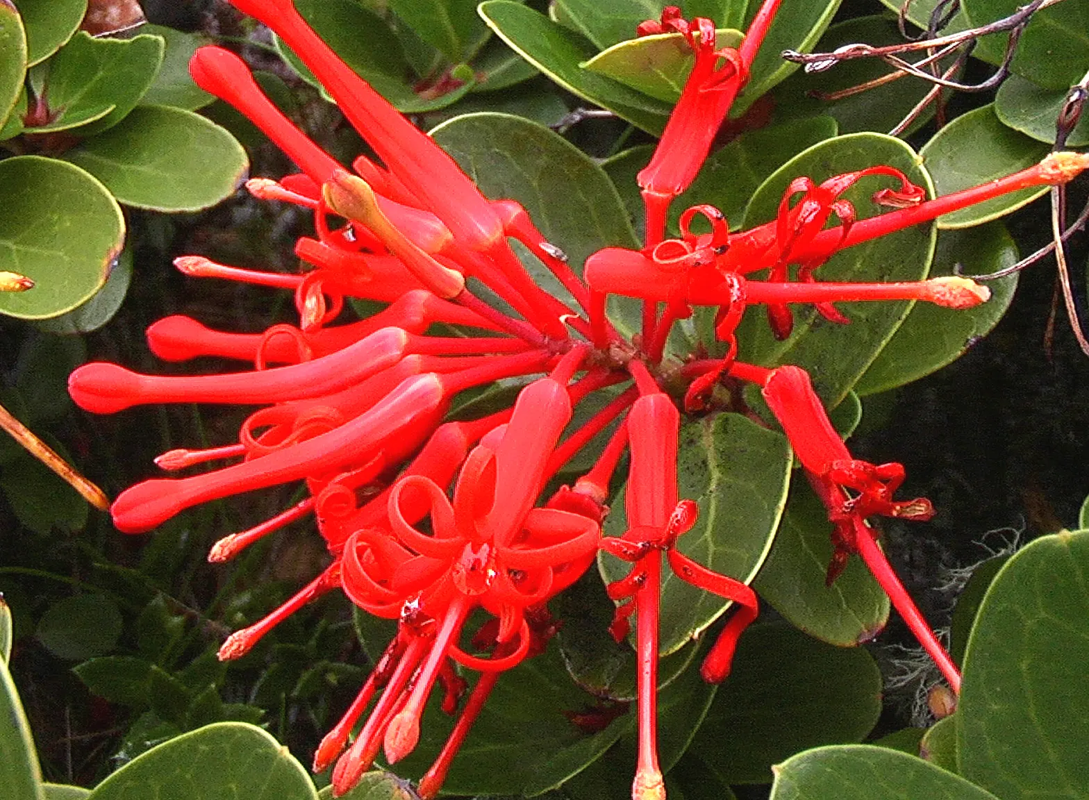 Chilean Firetree (Embothrium Coccineum) — red flowers in the garden; is a captivating species renowned for its vibrant display of fiery red flowers, image 67