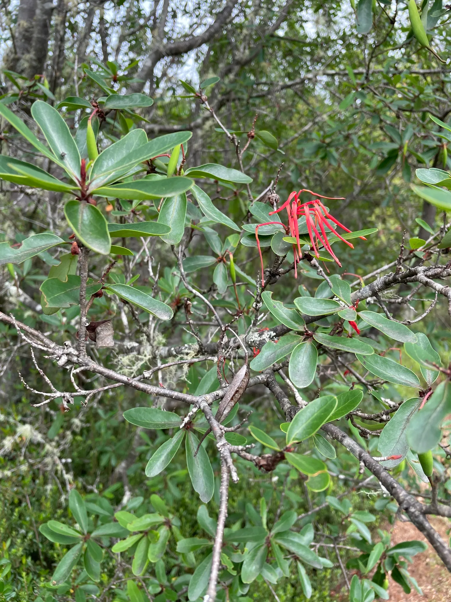 Chilean Firetree (Embothrium Coccineum) — which measure around 2 inches long; an optimal addition to any landscape design seeking a focal point