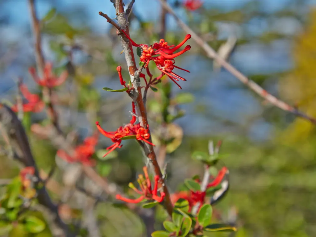 Chilean Firetree (Embothrium Coccineum) — Its lance-shaped leaves accentuate the scarlet spring flowers, attracting hummingbirds