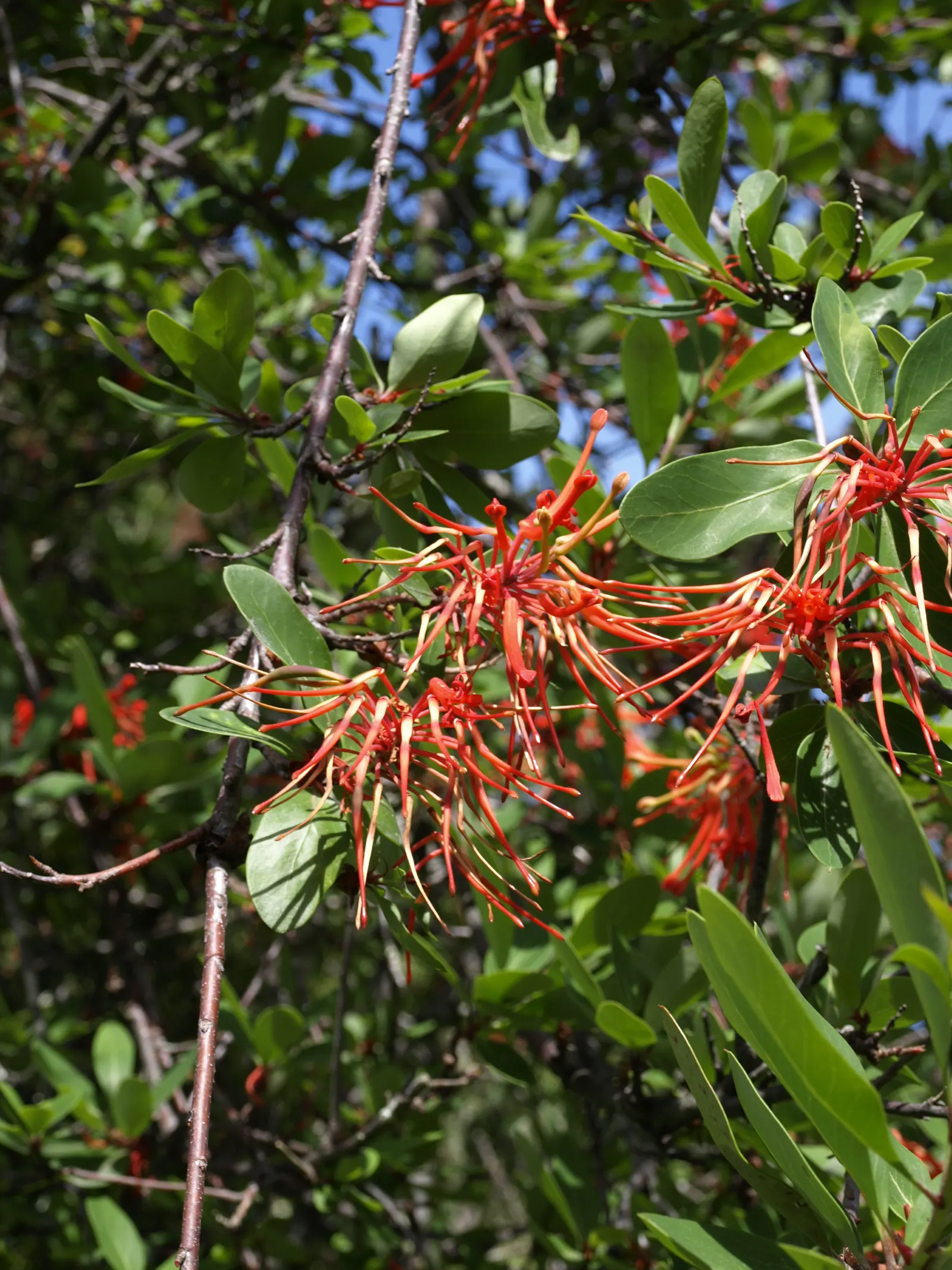 Chilean Firetree (Embothrium Coccineum) — red flowers in the garden; is a captivating species renowned for its vibrant display of fiery red flowers