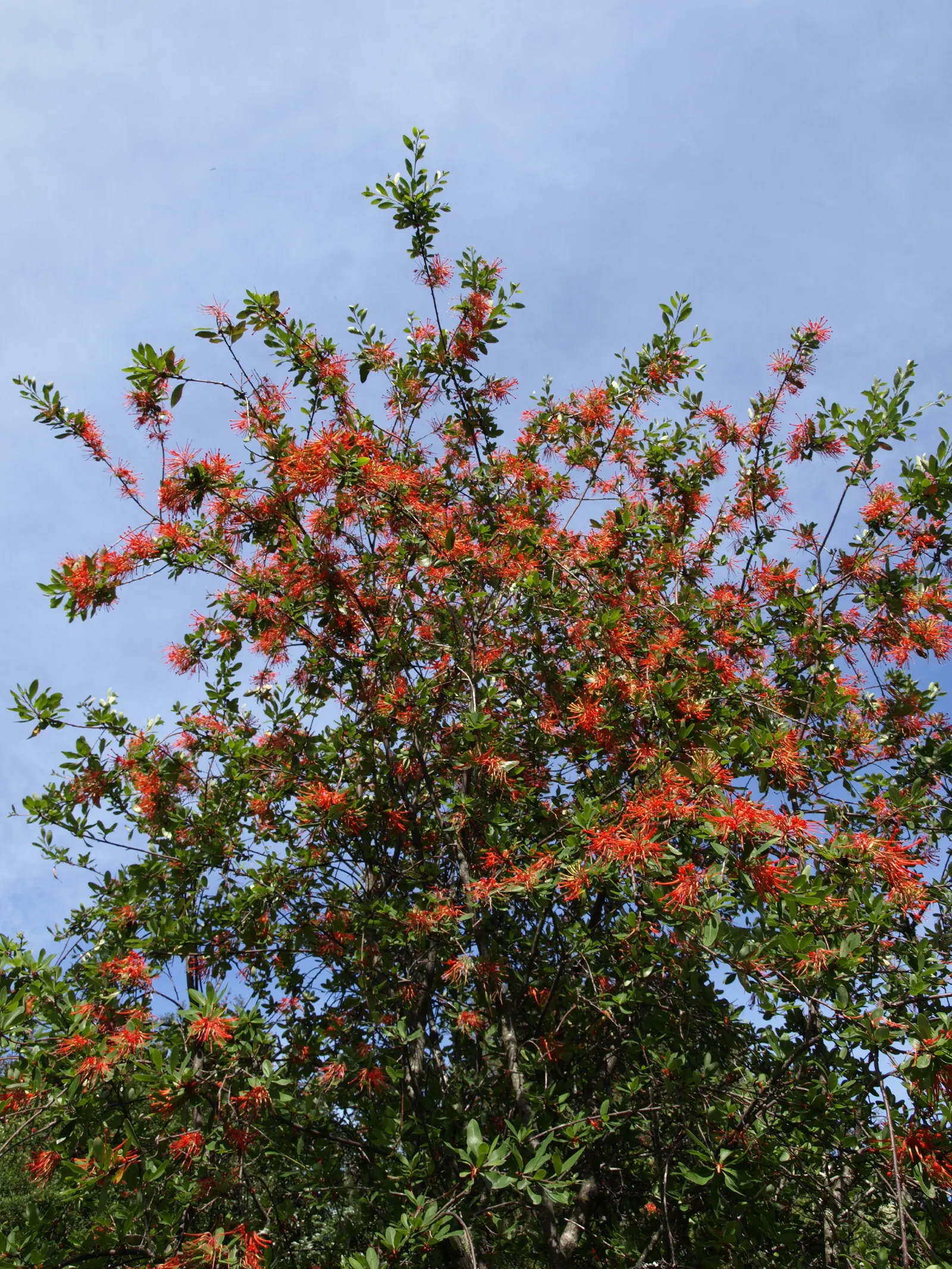 Chilean Firetree (Embothrium Coccineum) — provided they are well-drained; the impressive tubular flowers