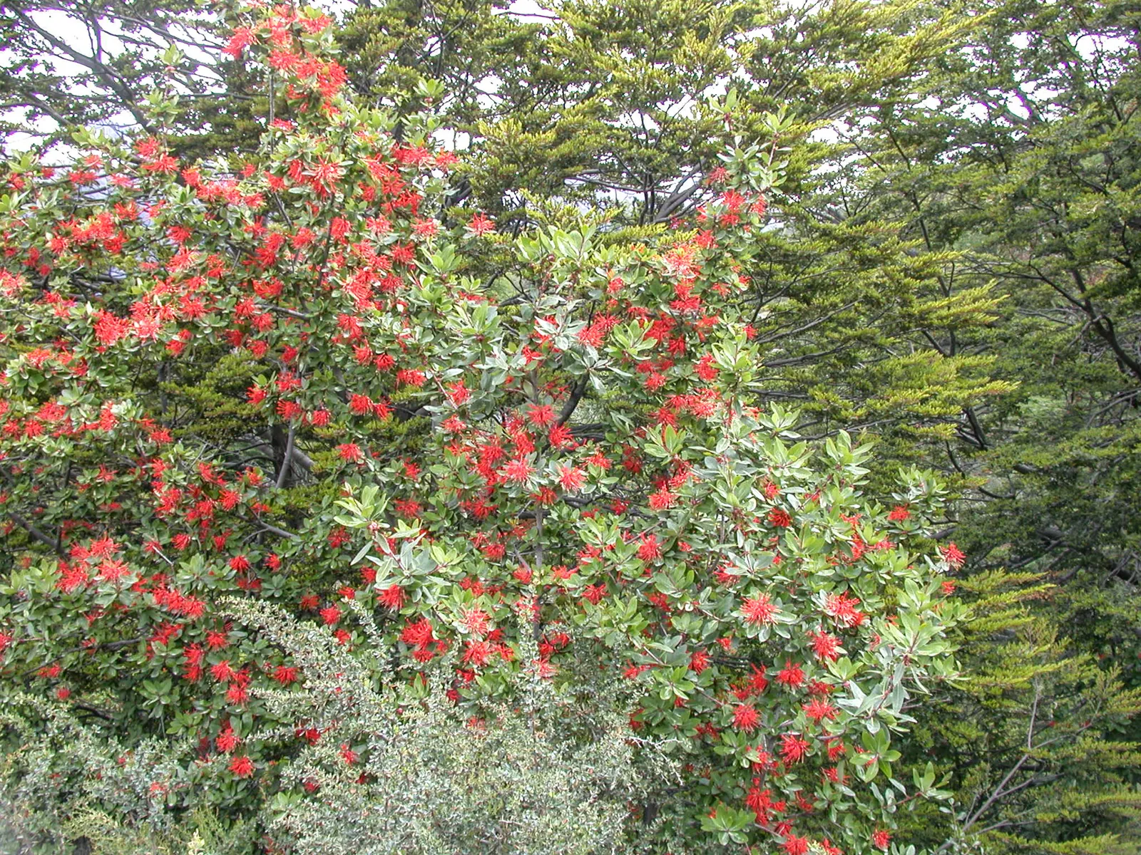 Chilean Firetree (Embothrium Coccineum) — the Chilean Firetree favors full sun exposure to light shade