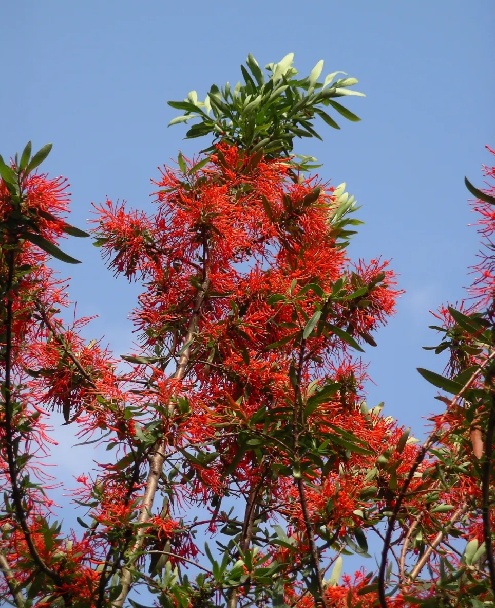 Chilean Firetree (Embothrium Coccineum) — blanket the branches from spring to early summer