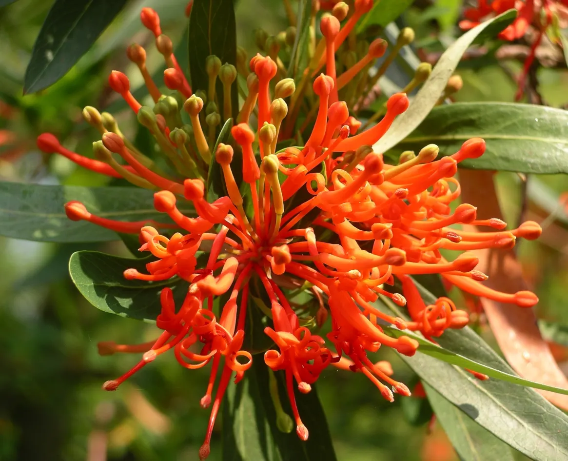 Chilean Firetree (Embothrium Coccineum) — where it thrives in a wide range of soil types; this striking tree originates from the temperate forests, image 54