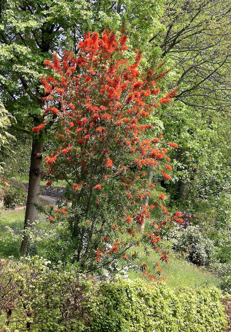 Chilean Firetree (Embothrium Coccineum) — This striking tree originates from the temperate forests of Chile and Argentina; tree for full