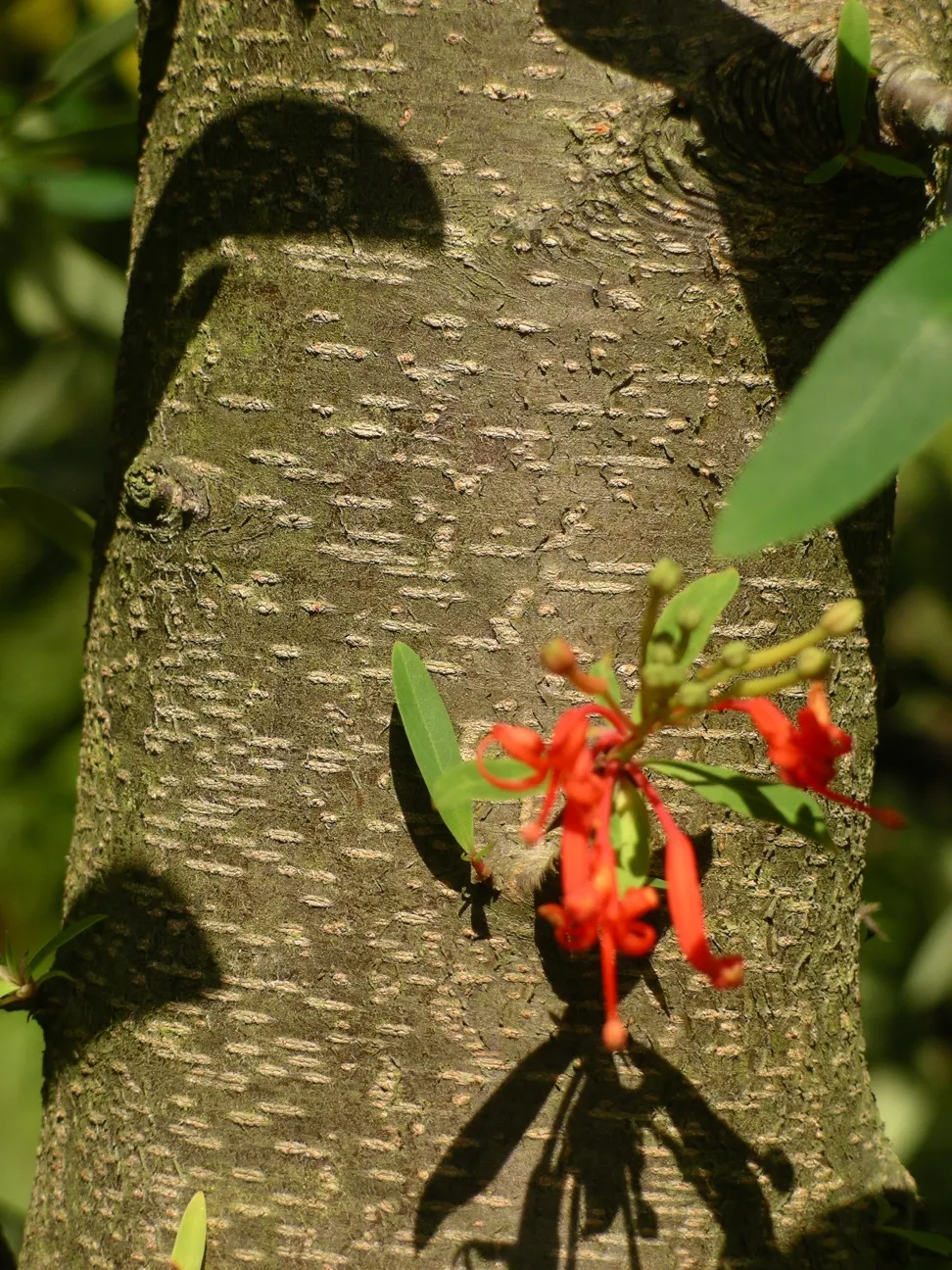 Chilean Firetree (Embothrium Coccineum) — tree for full