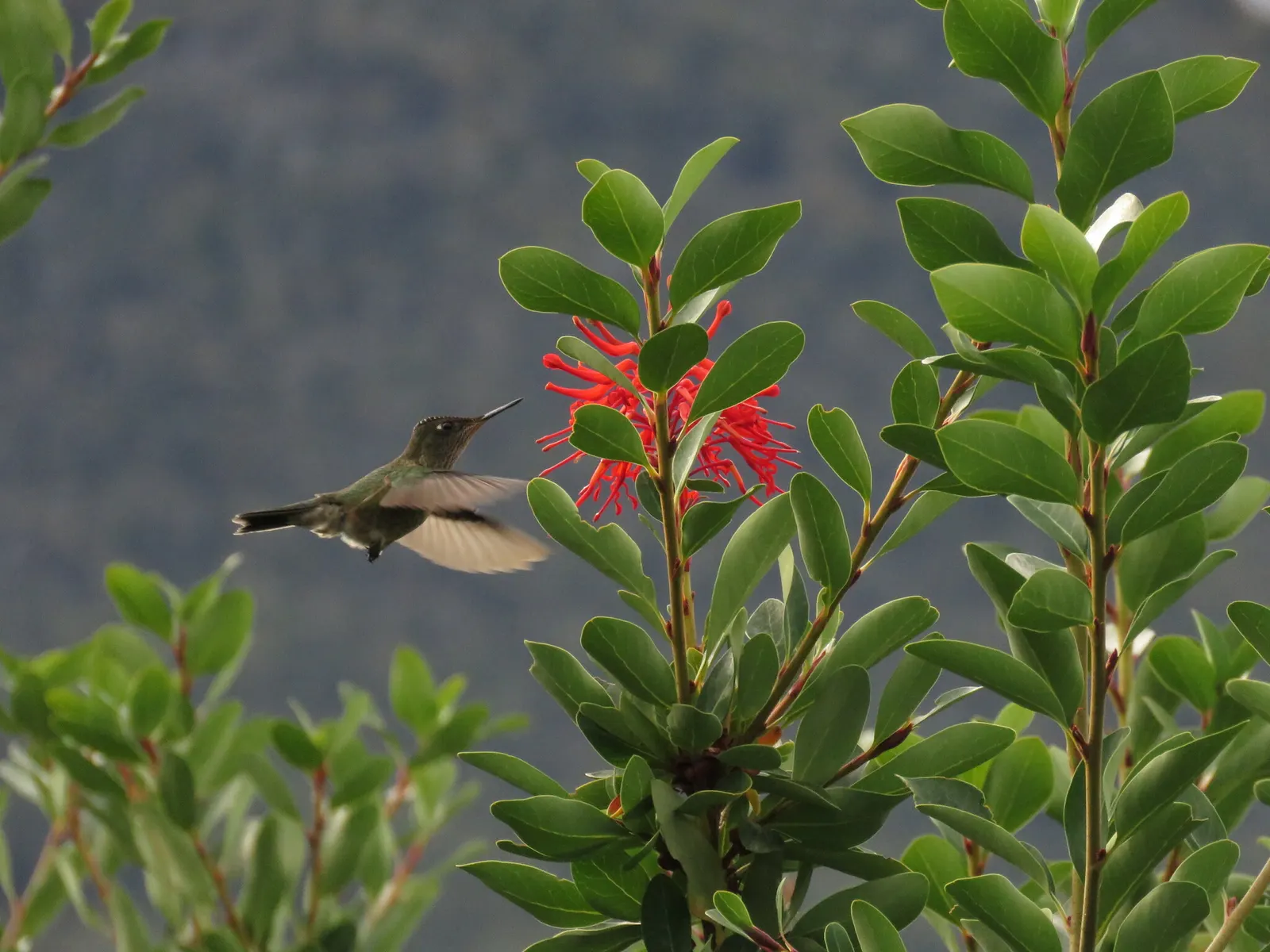 Chilean Firetree (Embothrium Coccineum) — which could damage the delicate blooms; tree with red blooms, image 66