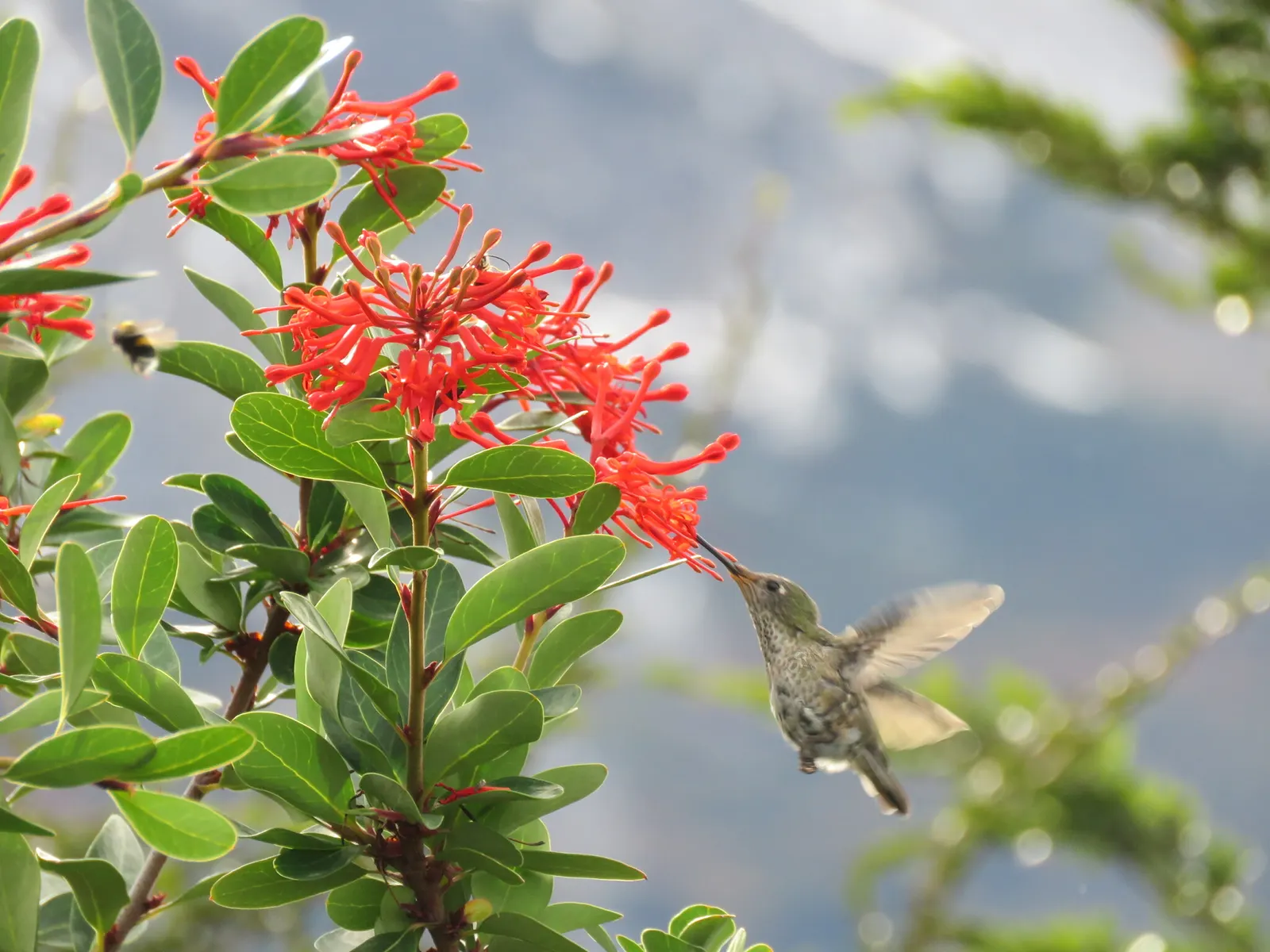 Chilean Firetree (Embothrium Coccineum) — tree for full; which could damage the delicate blooms, image 69