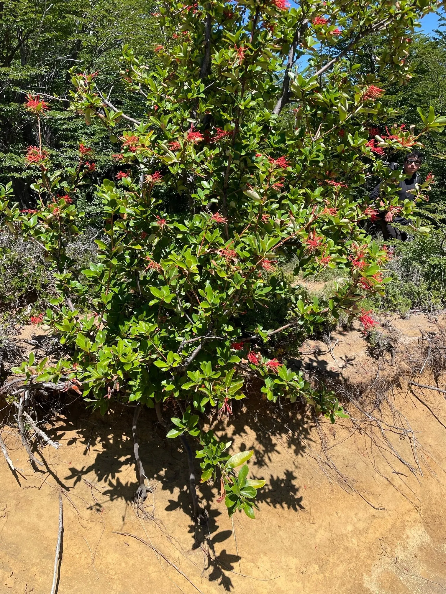 Chilean Firetree (Embothrium Coccineum) — blanket the branches from spring to early summer; consider its moderate growth rate and the potential to, image 62