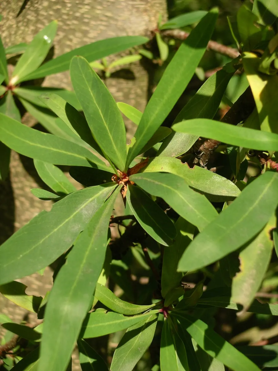Chilean Firetree (Embothrium Coccineum) — The Chilean Firetree (Embothrium coccineum); its lance-shaped leaves accentuate the scarlet spring flowers, image 47