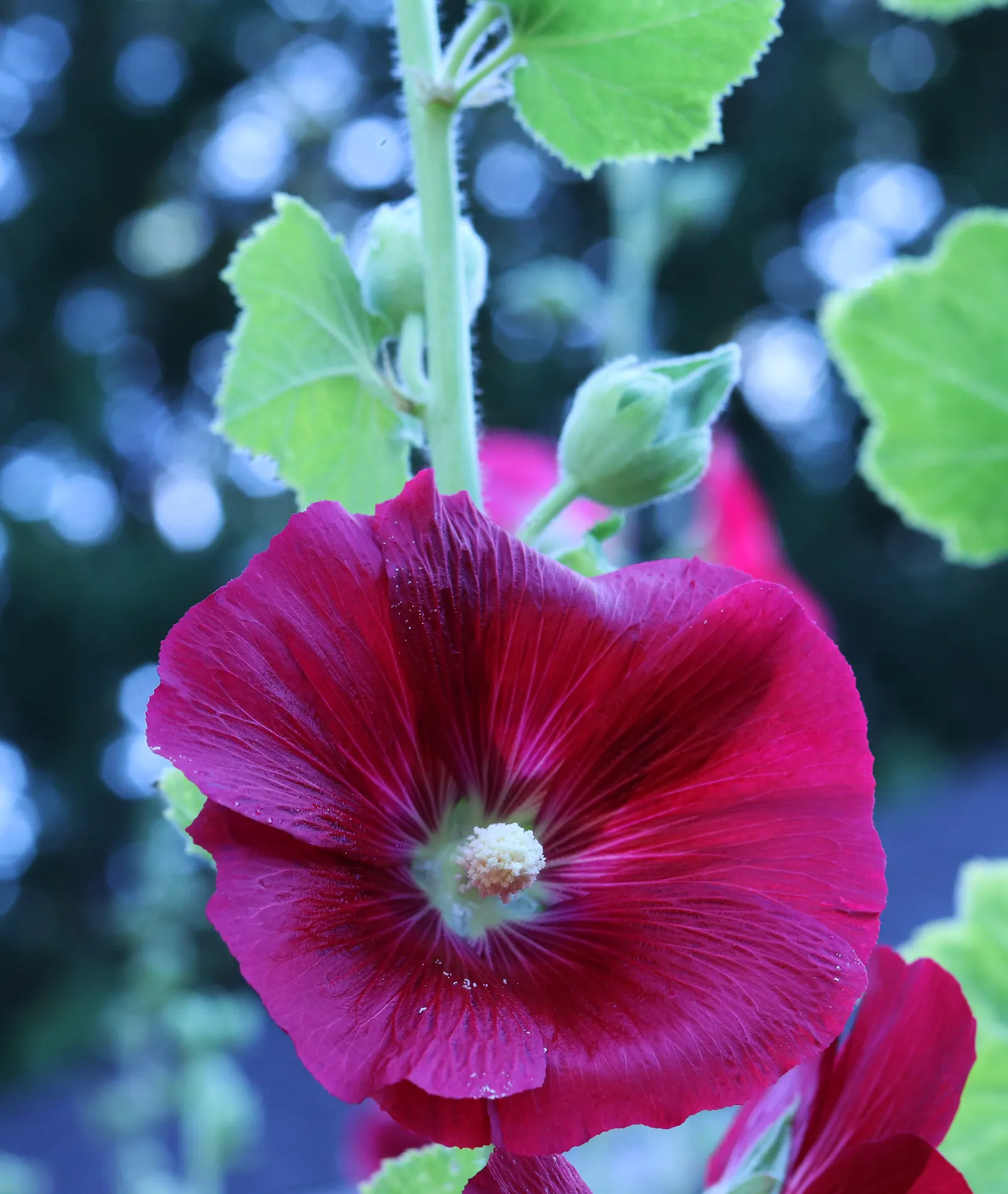 Mars Magic Hollyhock (Alcea Rosea 'Mars Magic') — A perennial reaching up to 5-6 feet tall, it's ideal for adding vertical interest at the back of borders