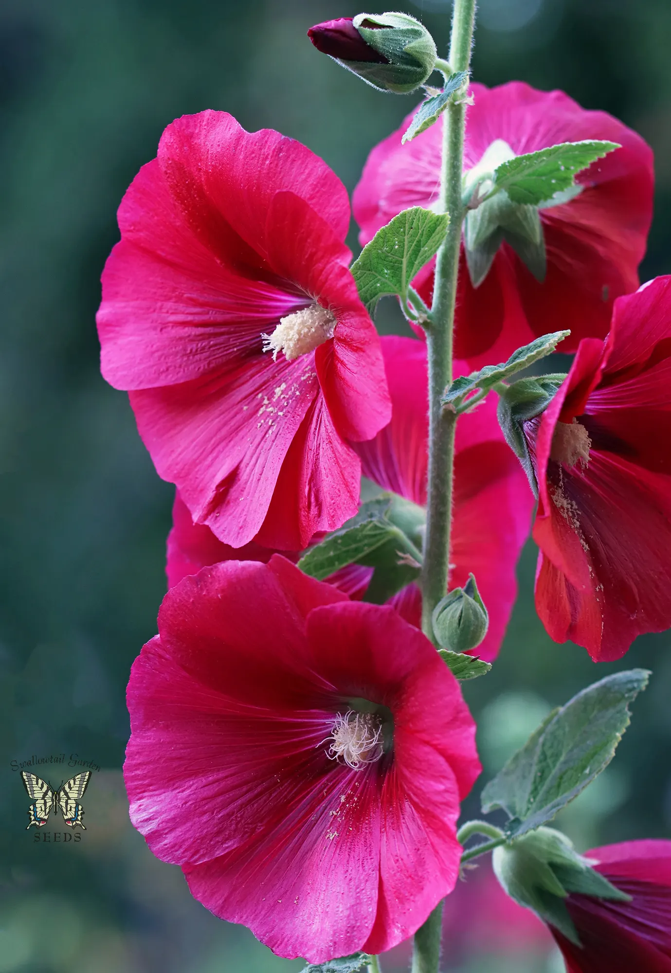 Mars Magic Hollyhock (Alcea Rosea 'Mars Magic') — The 'Mars Magic' Hollyhock (Alcea rosea 'Mars Magic') stands out with its vibrant, crimson-red blossoms