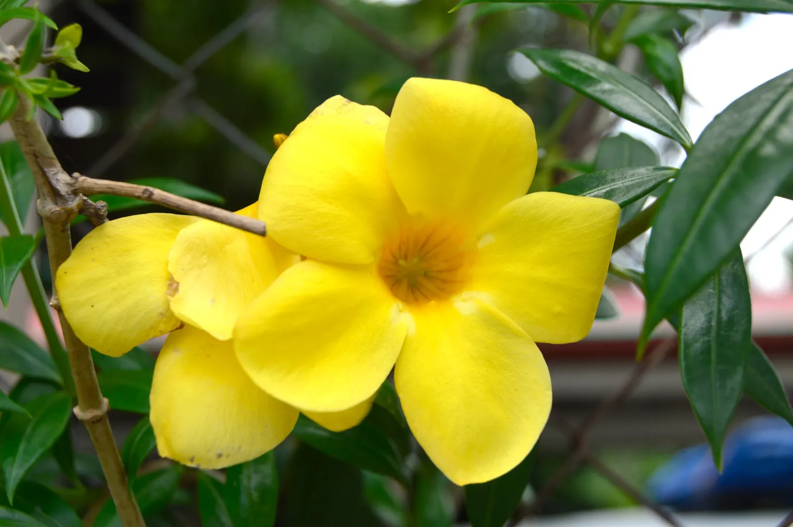 Yellow Bells (Tecoma Stans) — The Yellow Bells (Tecoma stans) is a vibrant perennial shrub reaching 5-10 feet in height