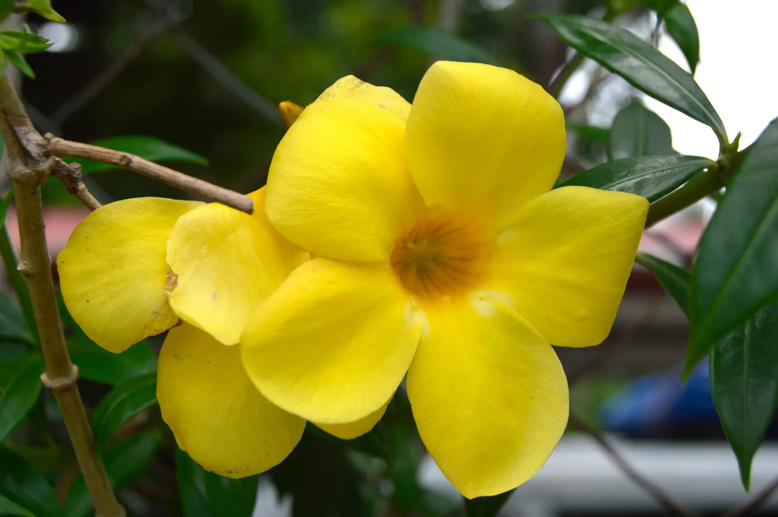 Yellow Bells (Tecoma Stans) — The Yellow Bells (Tecoma stans) is a vibrant perennial shrub reaching 5-10 feet in height; ideal for creating a focal, image 76