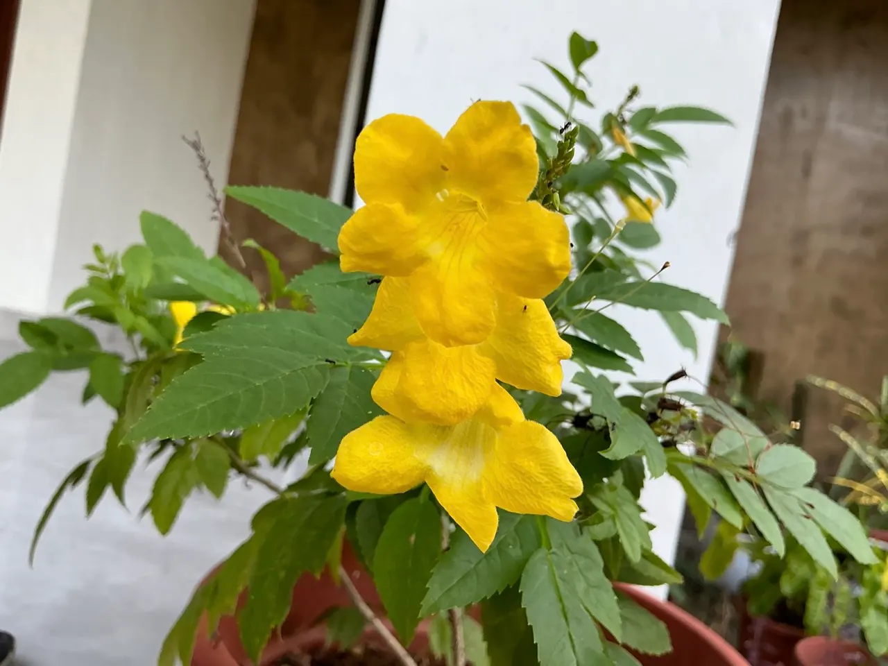 Yellow Bells (Tecoma Stans) — sunny splash of color and a haven for wildlife; the Yellow Bells (Tecoma stans) is a vibrant perennial shrub reaching, image 122