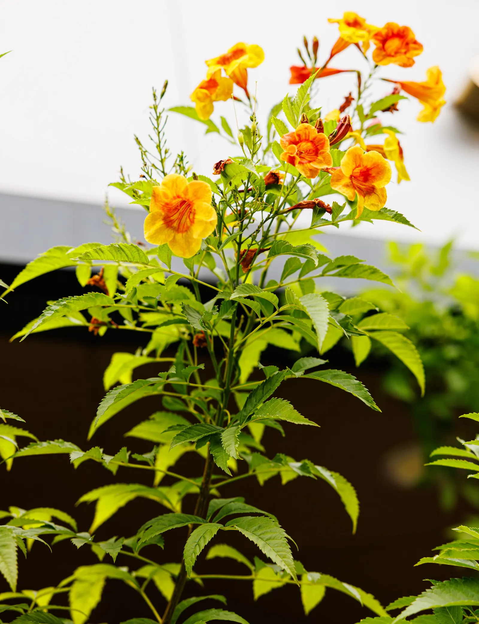 Yellow Bells (Tecoma Stans) — typically 1.5 to 2 inches long, image 63