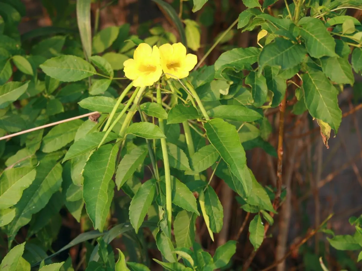 Yellow Bells (Tecoma Stans) — typically 1.5 to 2 inches long, image 88