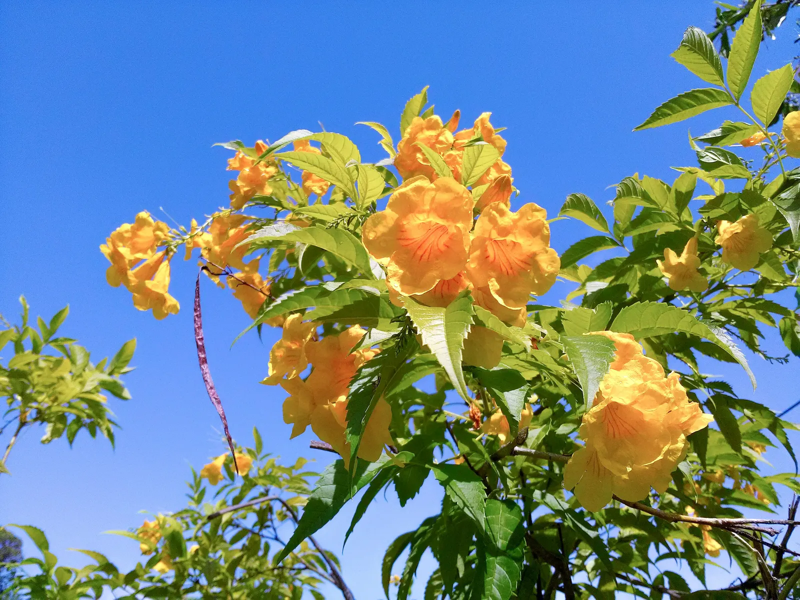 Yellow Bells (Tecoma Stans) — shrub for full or half