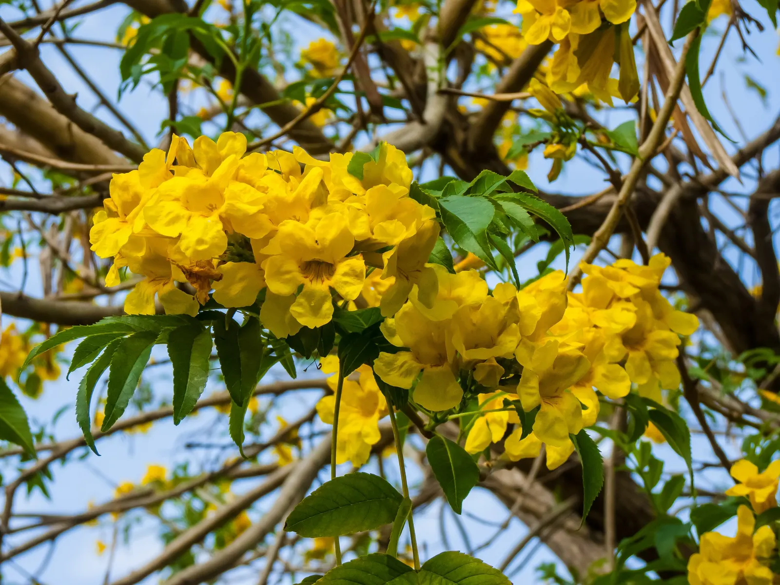 Yellow Bells (Tecoma Stans) — is an enchanting deciduous shrub that can bring a lush; this splendid shrub can be an eye-catching feature in your, image 57