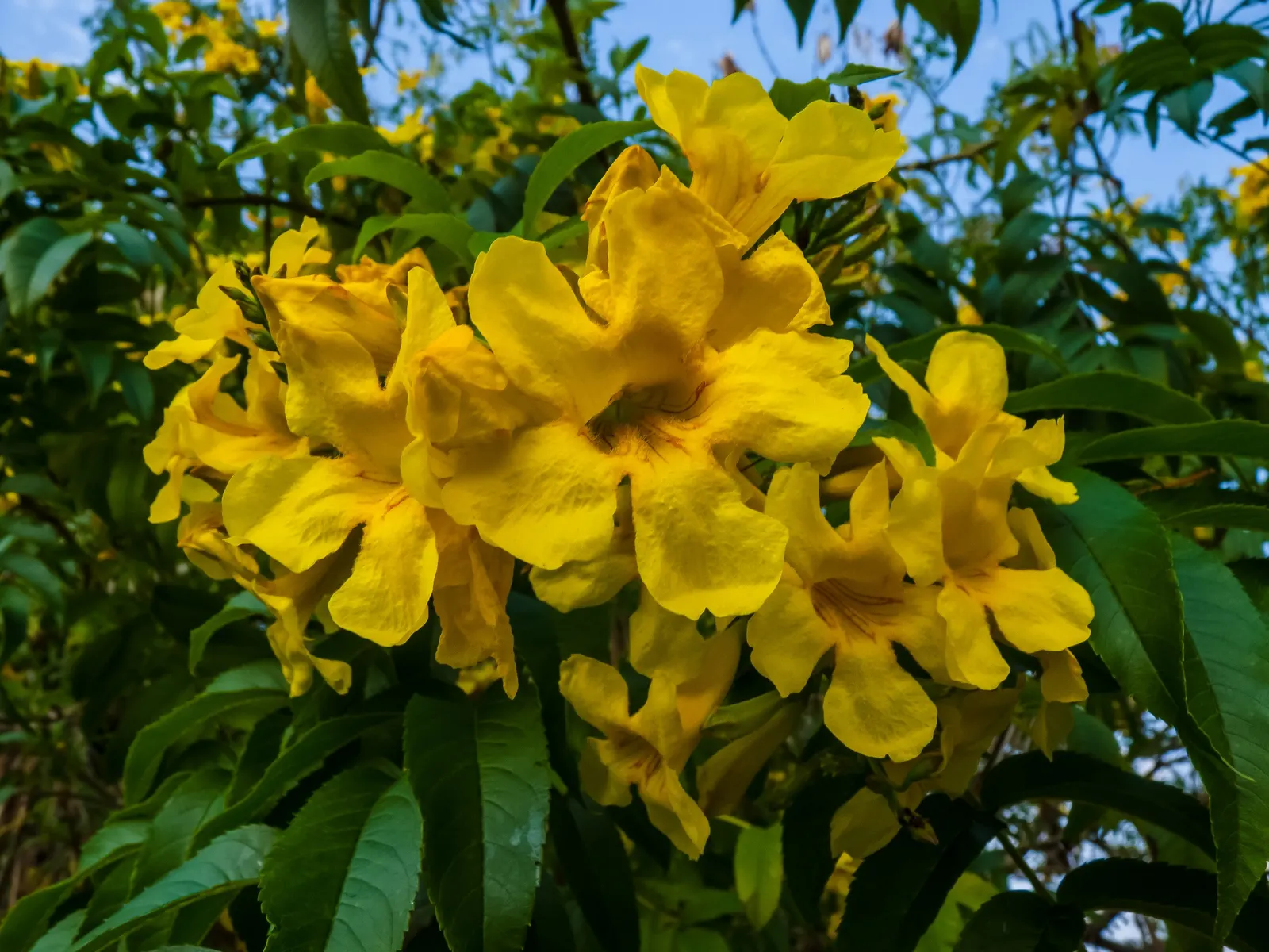Yellow Bells (Tecoma Stans) — It thrives in full sun and is drought-tolerant once established, requiring minimal care; plant it in well-drained, image 103
