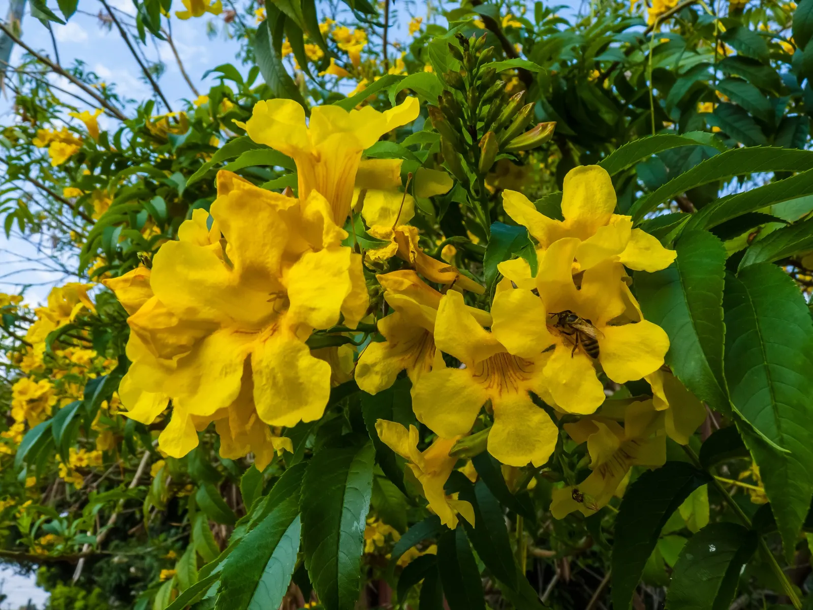 Yellow Bells (Tecoma Stans) — typically 1.5 to 2 inches long, image 113