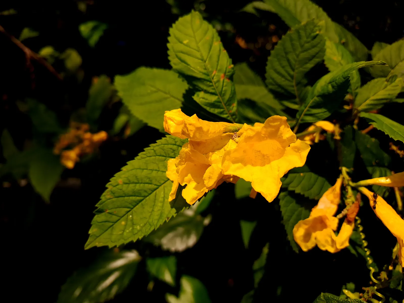 Yellow Bells (Tecoma Stans) — shrub with yellow blooms; enhancing the garden's biodiversity.<br><br>Growing to a height of 3 to 8 feet and a spread of 3 to 6