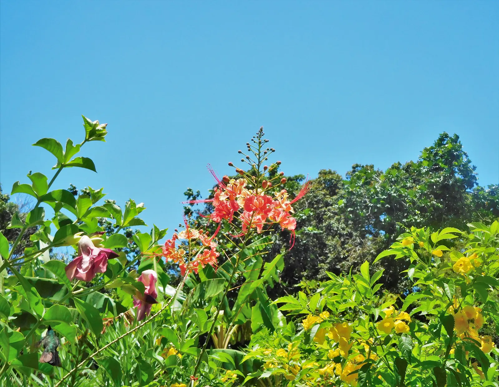 Yellow Bells (Tecoma Stans) — offering a prolonged display of color; hardy in Zones 9-11, it serves as an excellent choice for warm-climate gardens, image 62