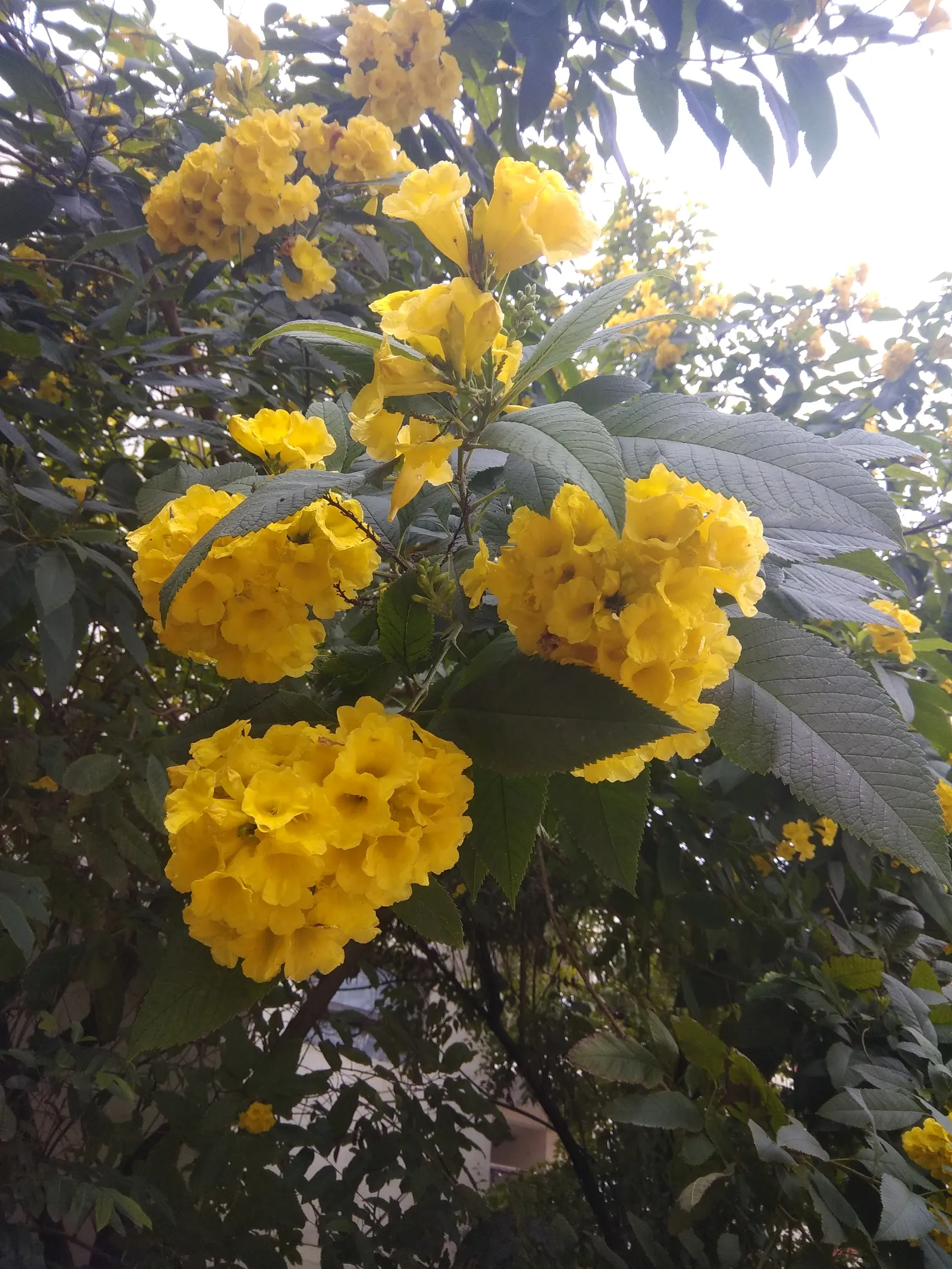 Yellow Bells (Tecoma Stans) — Yellow Bells can be used as an effective focal point in the garden; a member of the Bignoniaceae family, image 91