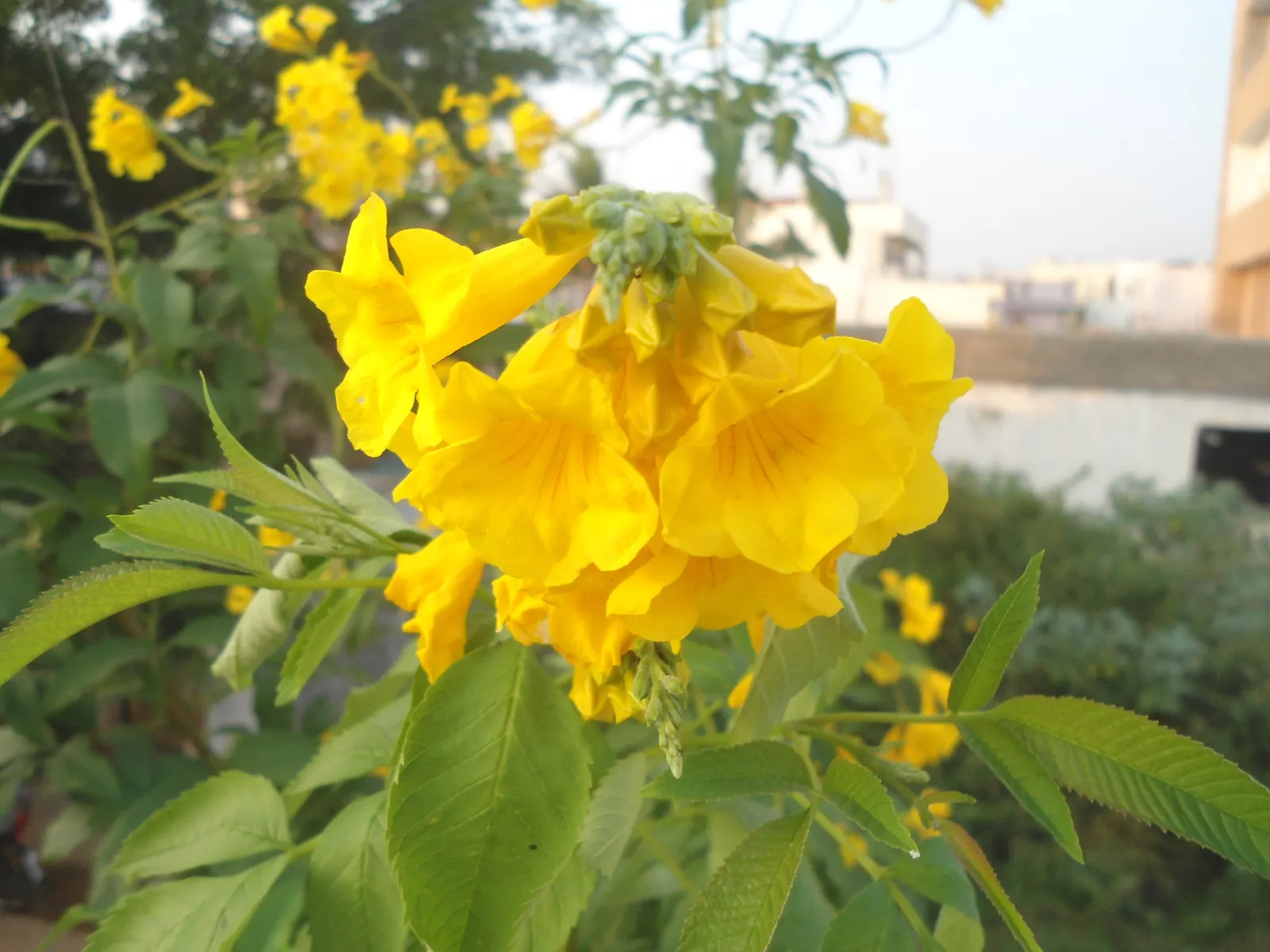 Yellow Bells (Tecoma Stans) — yellow flowers in the garden; tropical ambiance to any landscape design