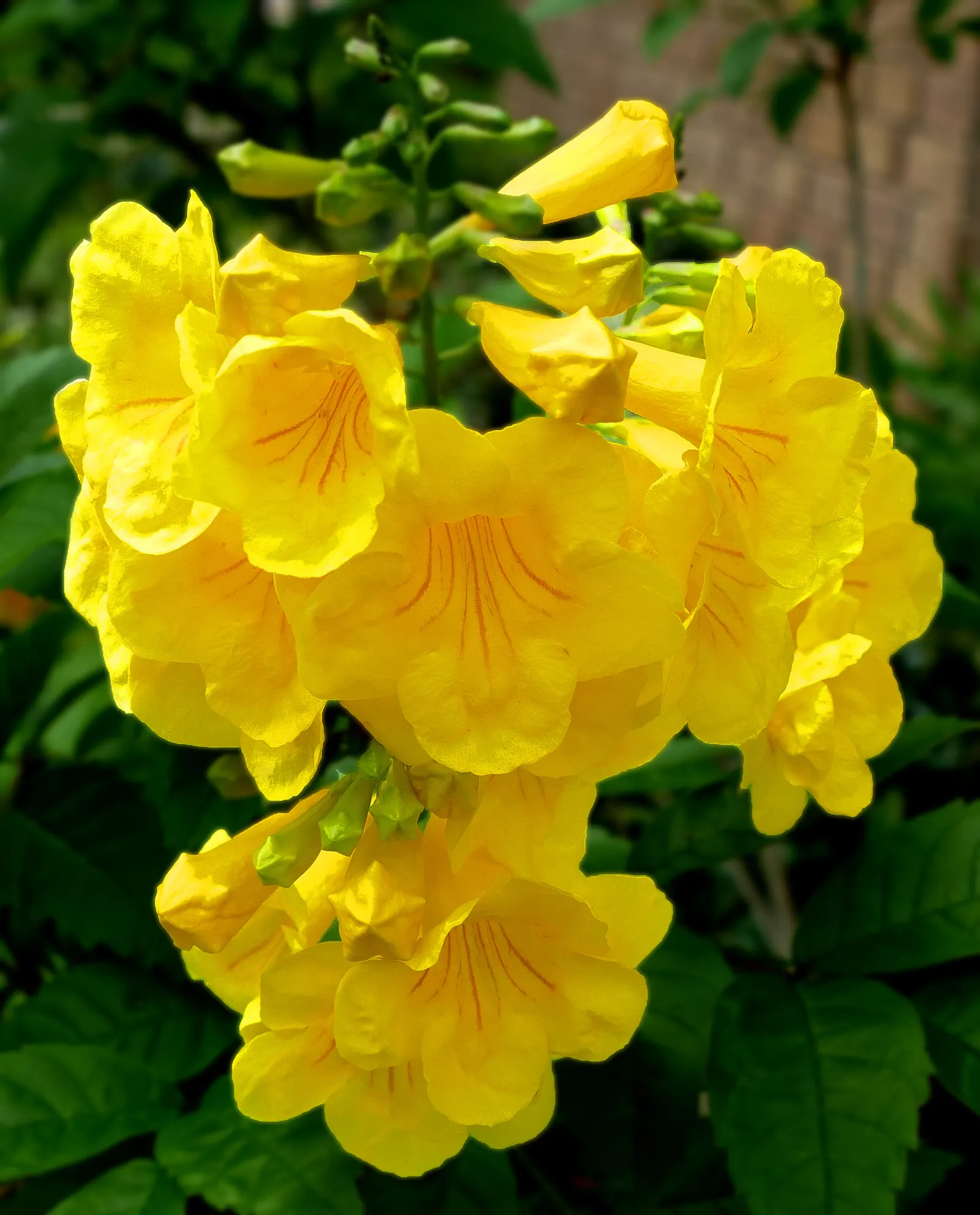 Yellow Bells (Tecoma Stans) — and the foliage can provide a lush backdrop for other plants in the design; blooms spring to frost, attracting, image 69