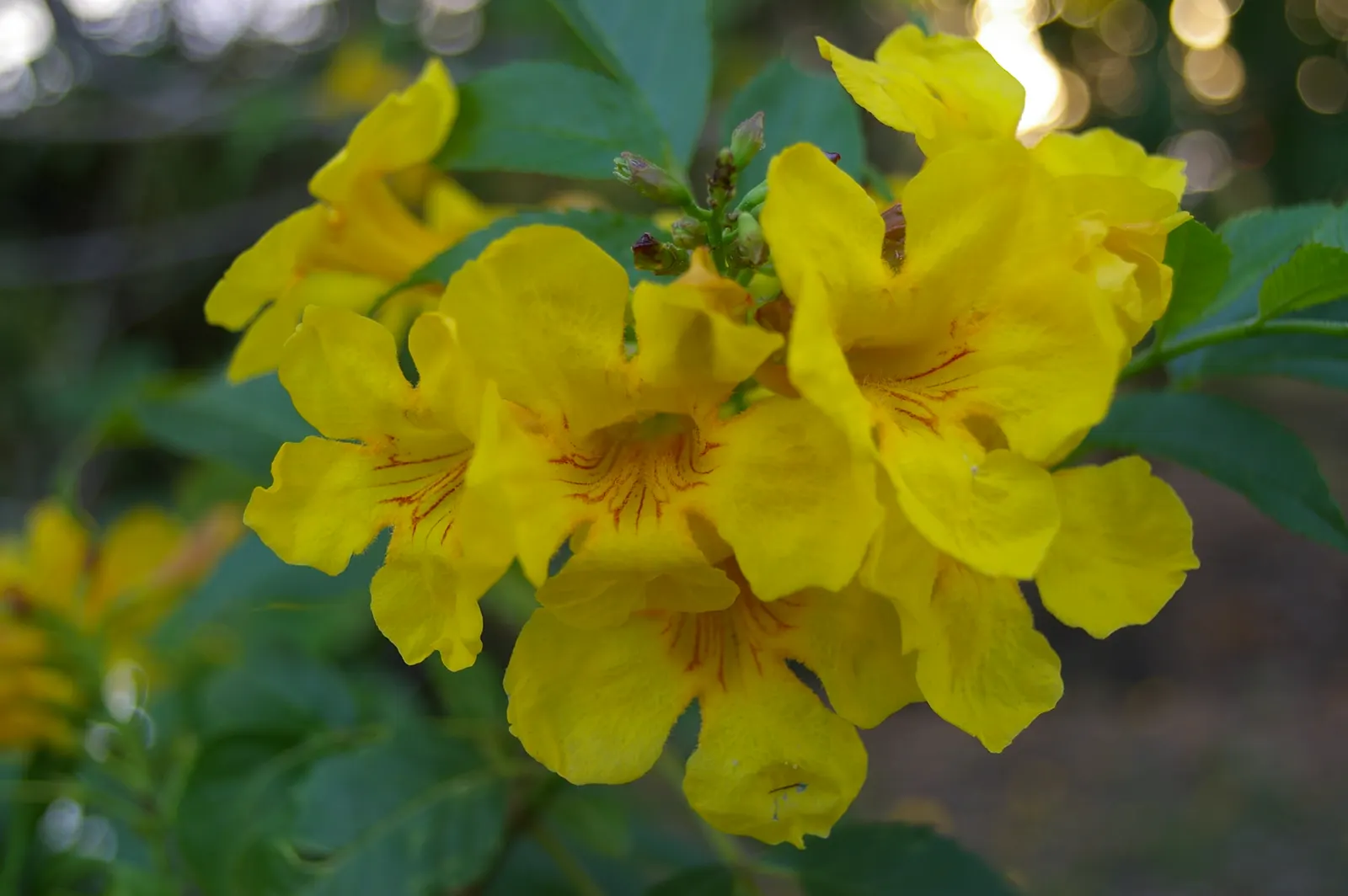 Yellow Bells (Tecoma Stans) — known for its striking trumpet-shaped yellow flowers; bright yellow flowers that bloom prolifically from early summer, image 102